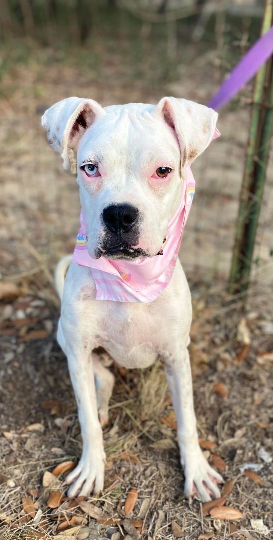 Coconut, Baby Female Boxer