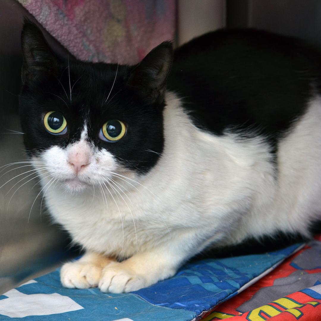 Enlarge Eclair, an adopted mixed breed in Sanford, FL image 1/1