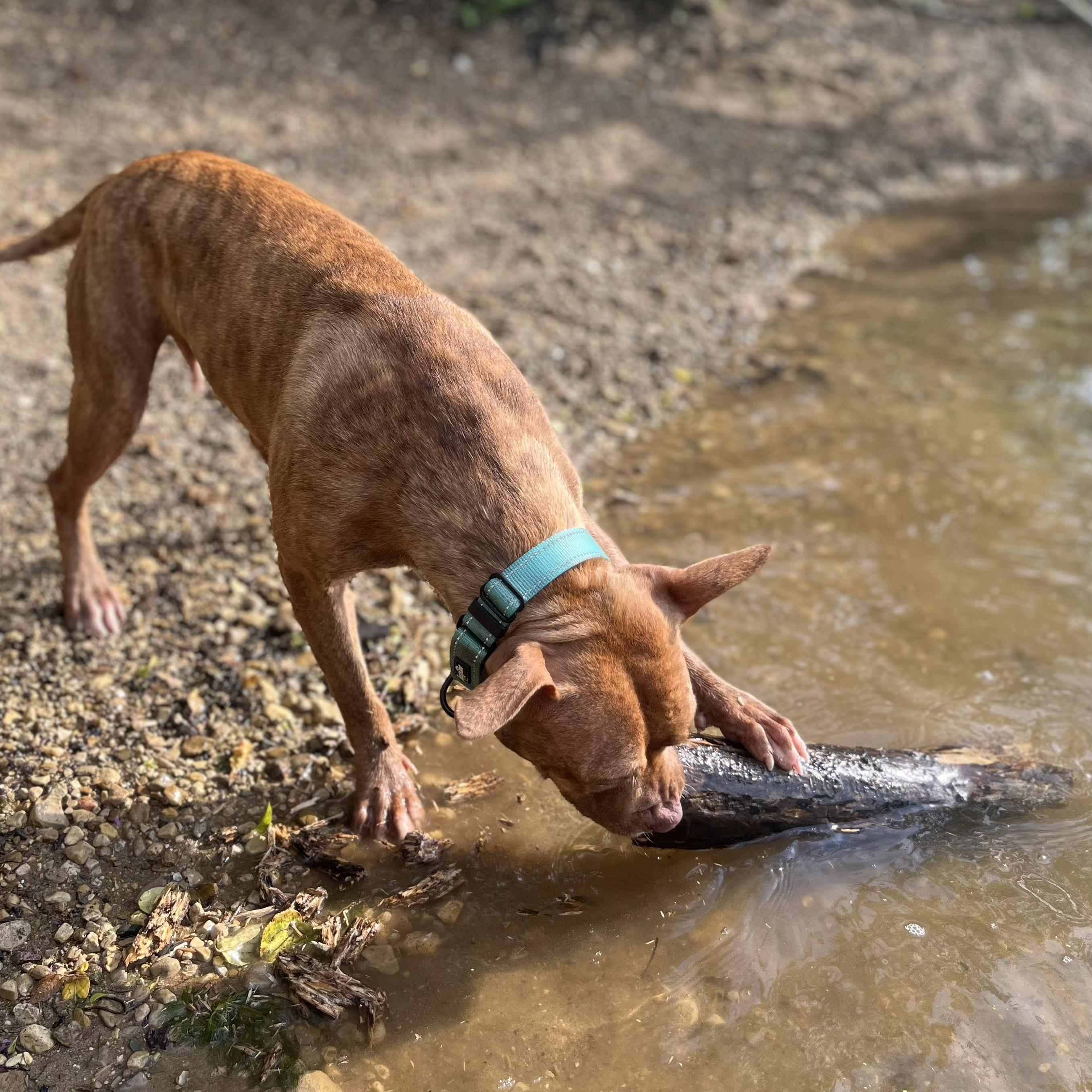 Enlarge Toaster Strudel, a Adoptable Pit Bull Terrier in Naperville, IL image 4/5