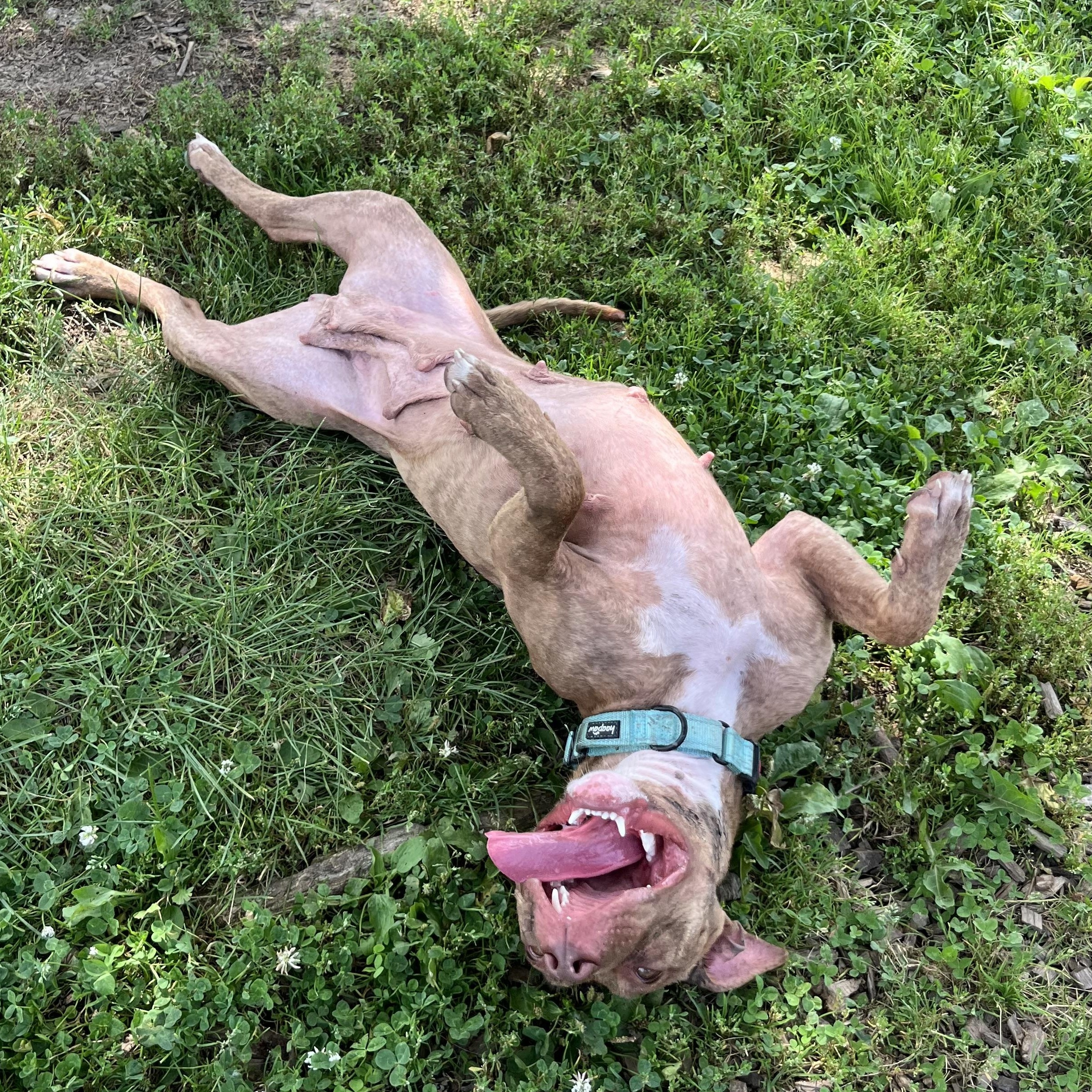 Enlarge Toaster Strudel, a Adoptable Pit Bull Terrier in Naperville, IL image 5/5