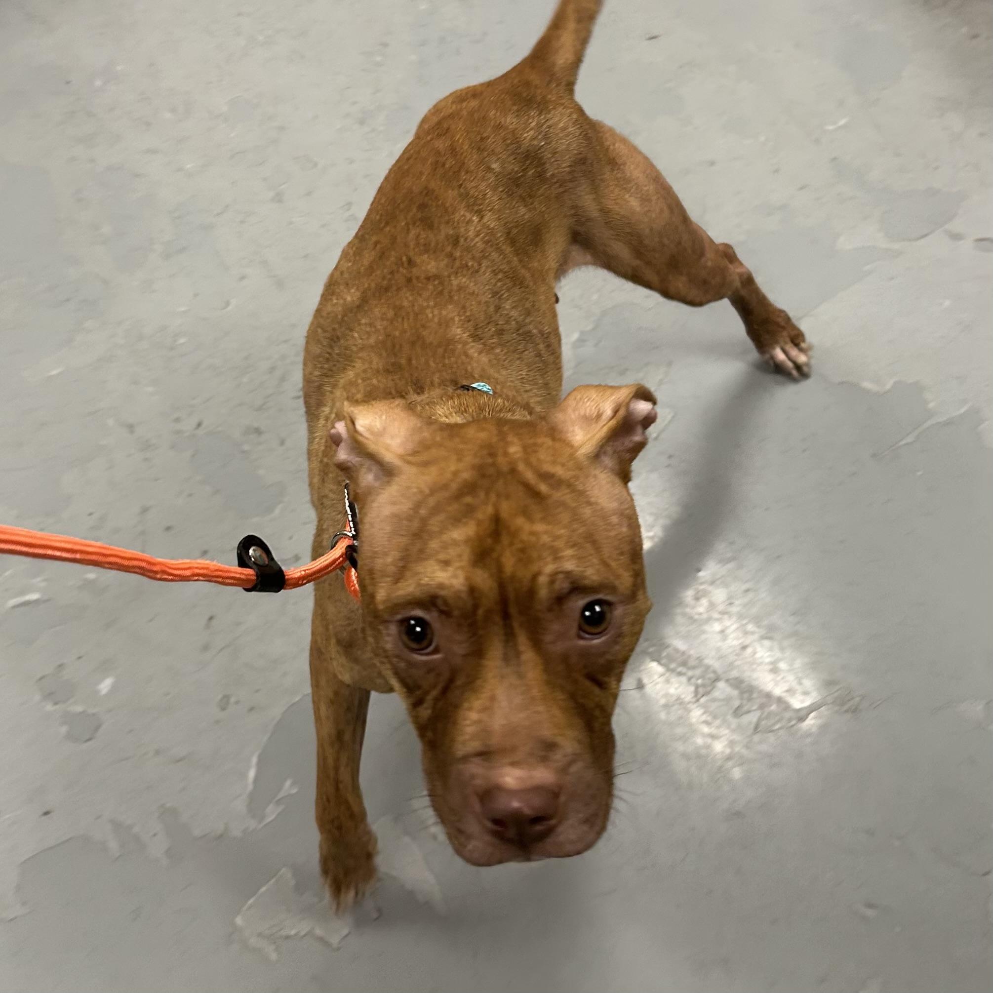 Enlarge Toaster Strudel, a Adoptable Pit Bull Terrier in Naperville, IL image 3/5