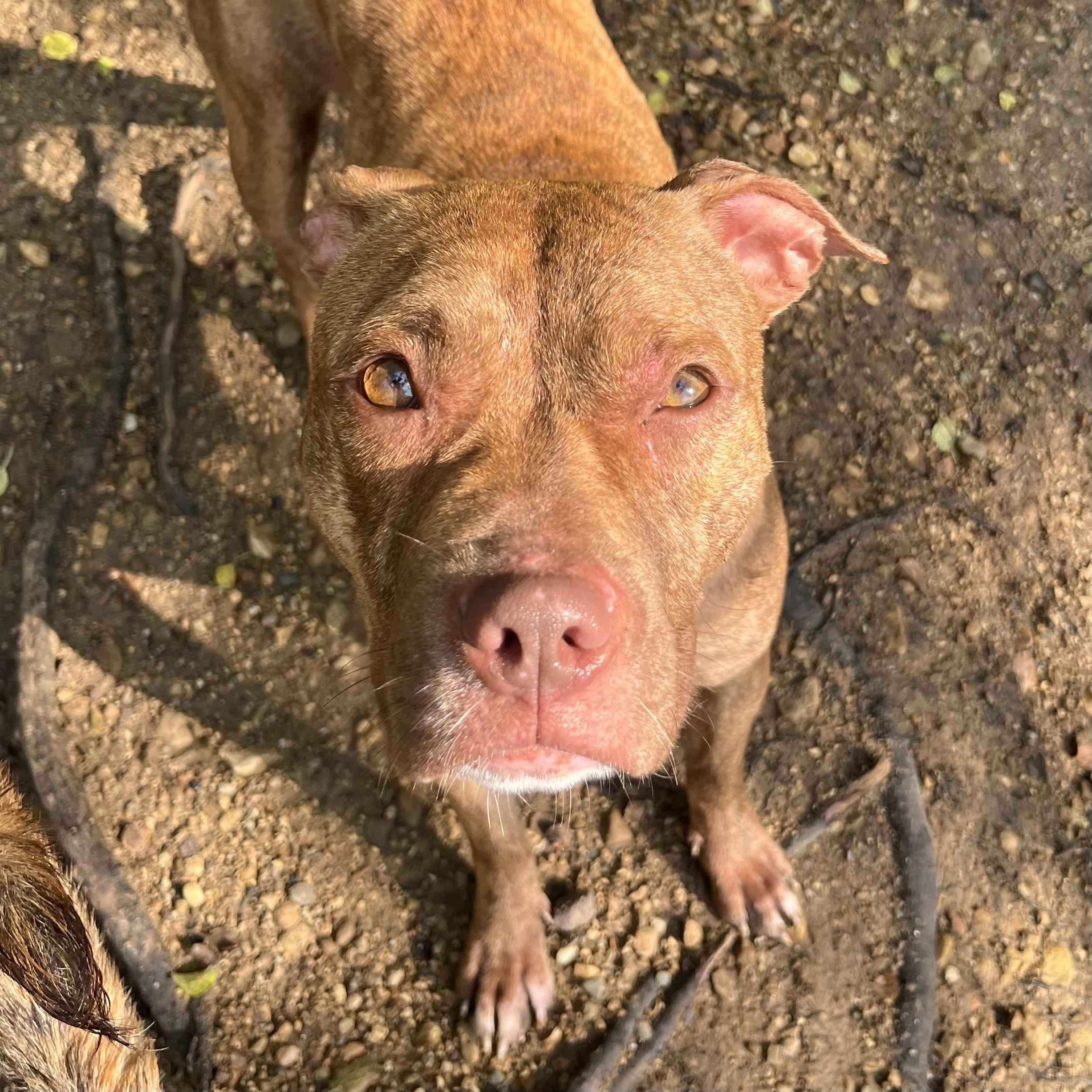 Enlarge Toaster Strudel, a Adoptable Pit Bull Terrier in Naperville, IL image 2/5