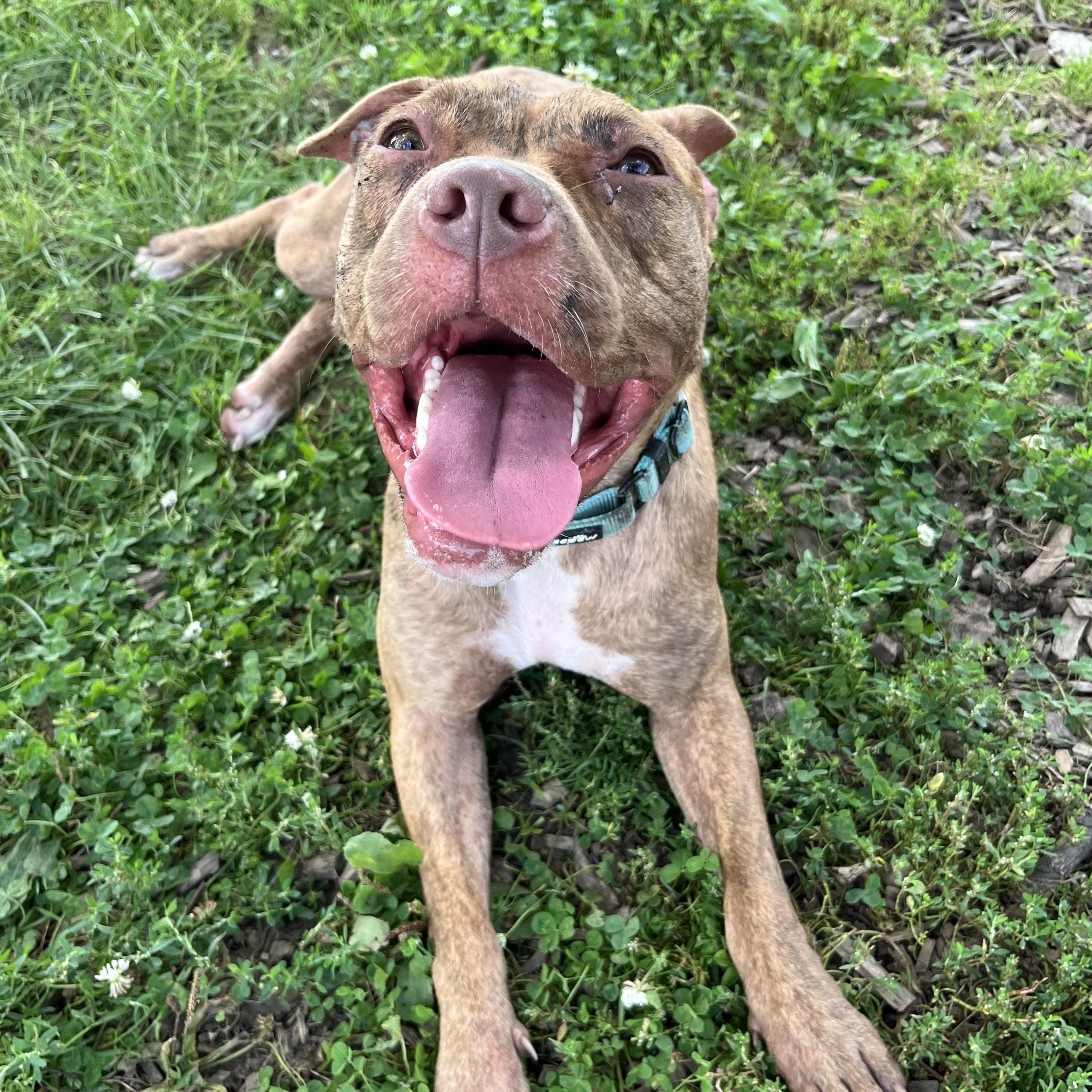 Enlarge Toaster Strudel, a Adoptable Pit Bull Terrier in Naperville, IL image 1/5