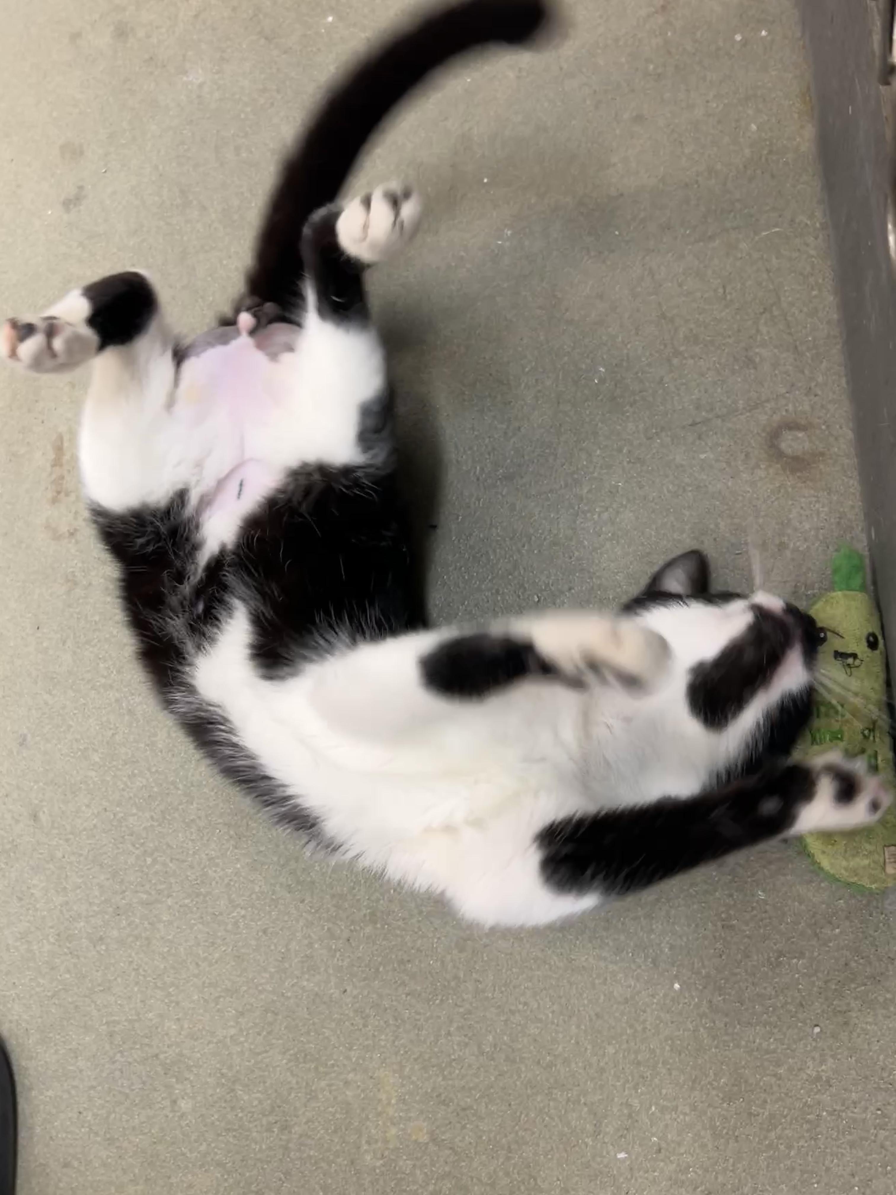 Enlarge Samuri, a ADOPTABLE mixed breed in Bradenton, FL image 3/5