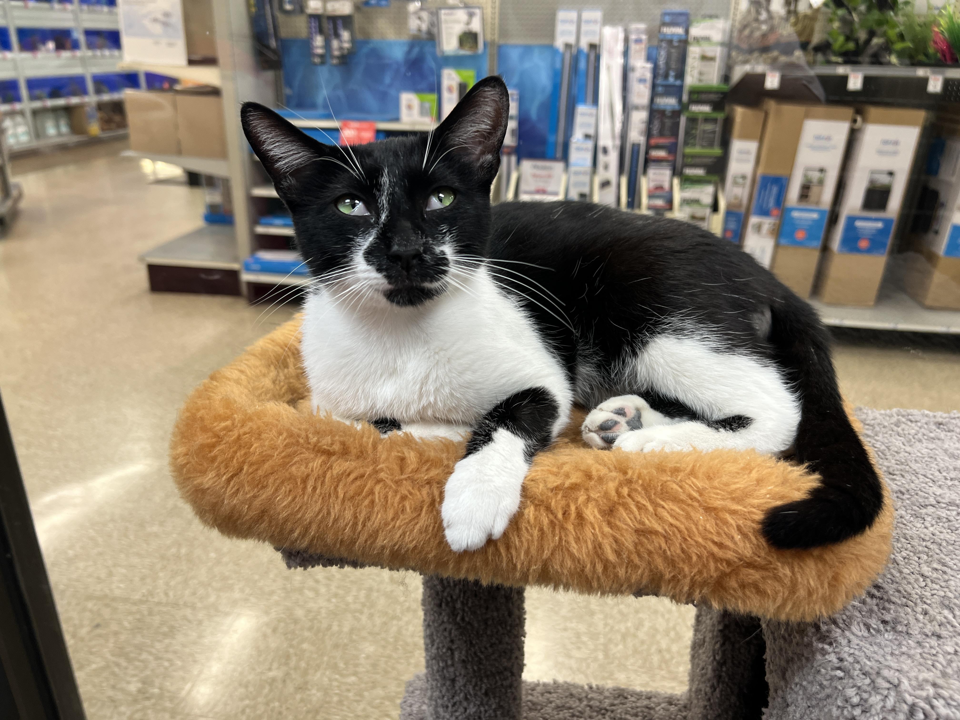 Enlarge Samuri, a ADOPTABLE mixed breed in Bradenton, FL image 5/5