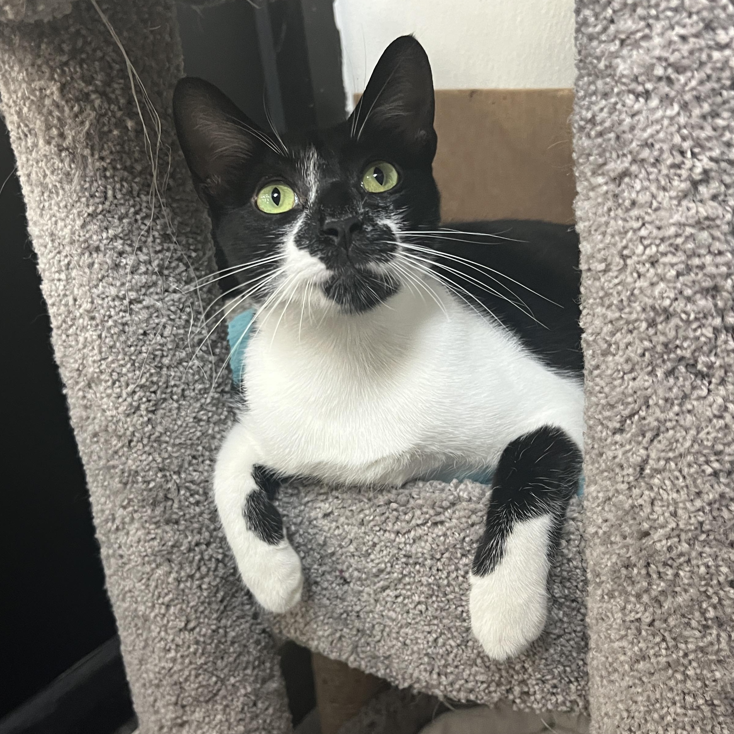 Samuri, ADOPTABLE, Young Male Tuxedo.
