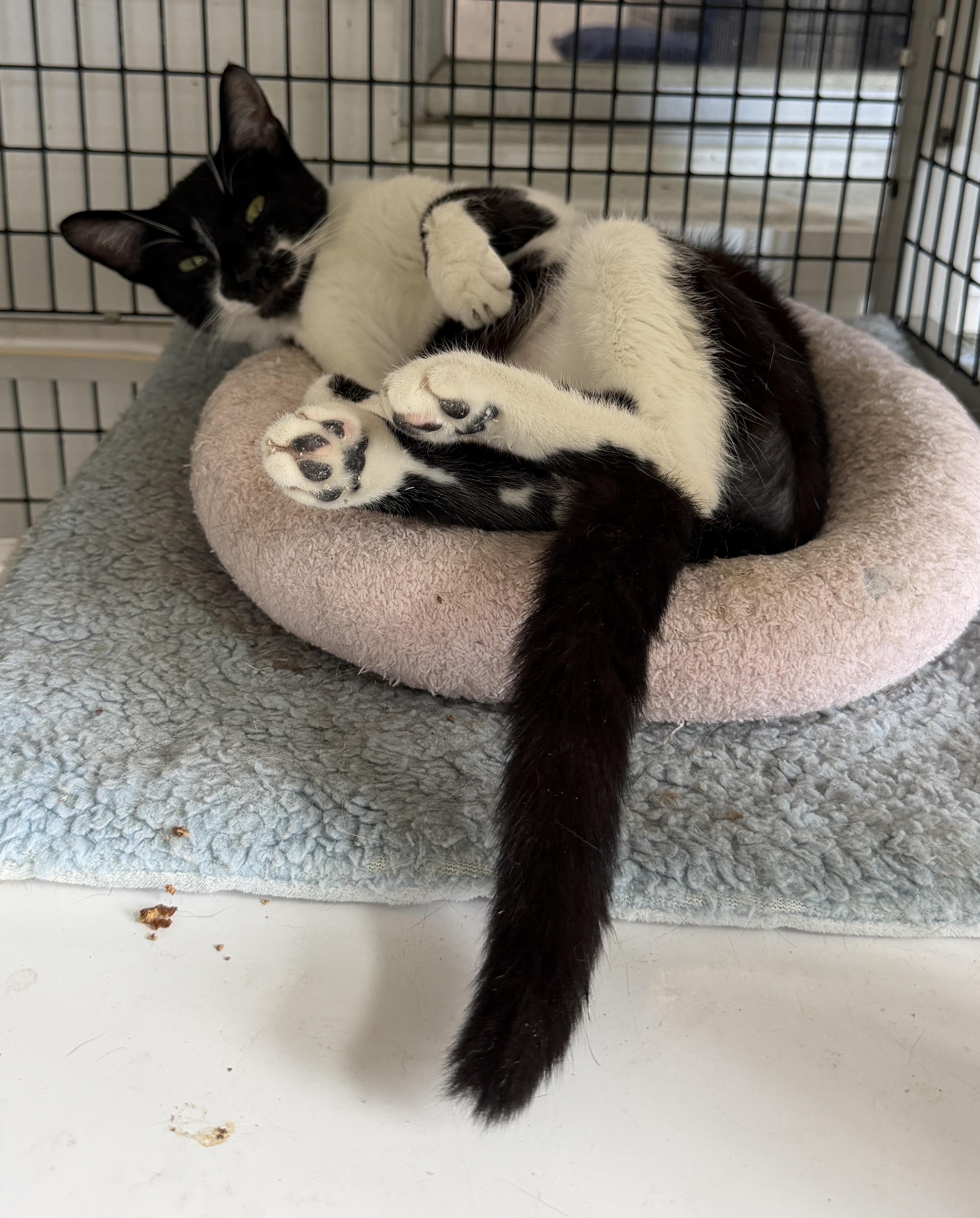 Enlarge Samuri, a ADOPTABLE mixed breed in Bradenton, FL image 6/6