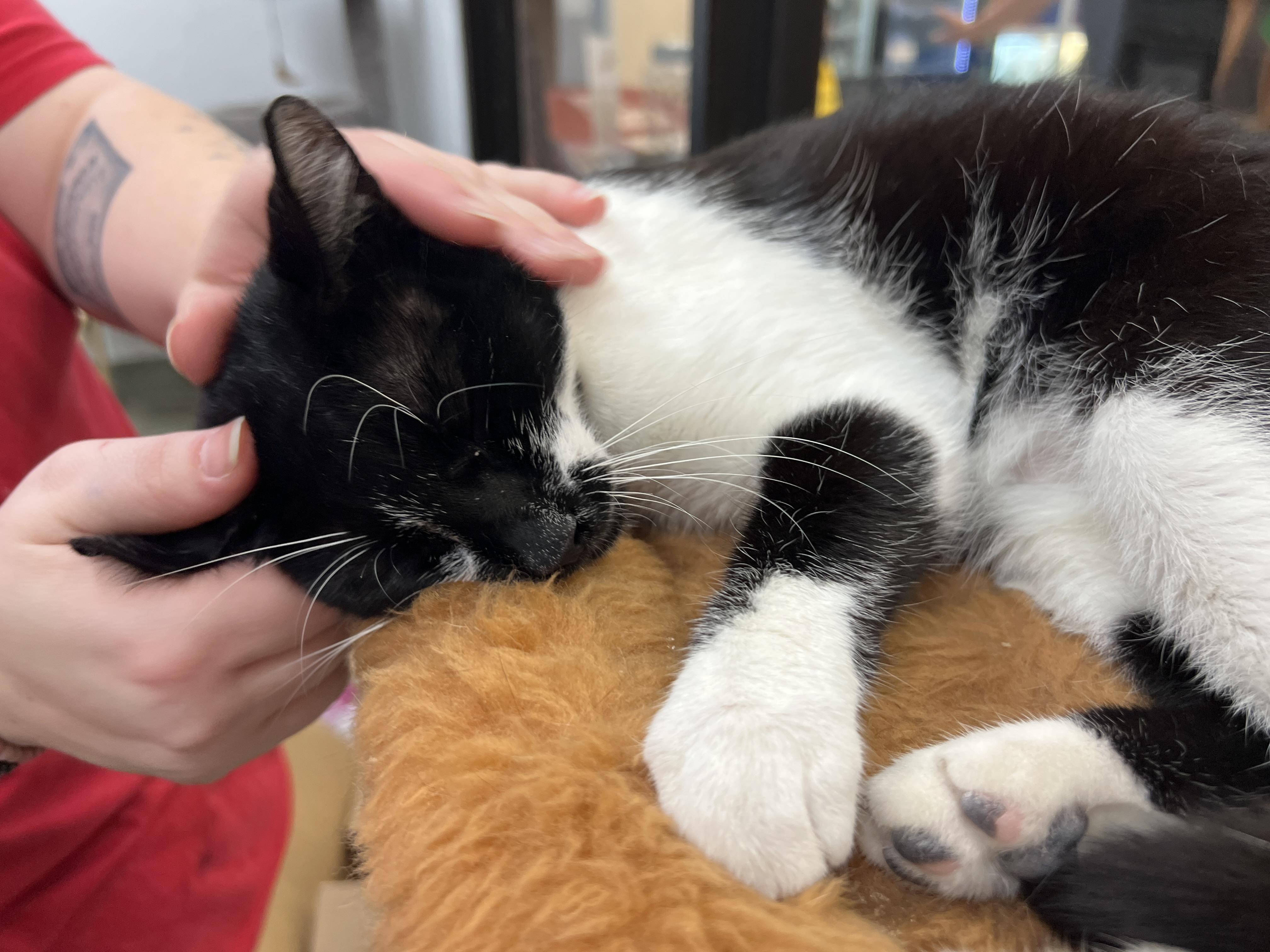 Enlarge Samuri, a ADOPTABLE mixed breed in Bradenton, FL image 4/5