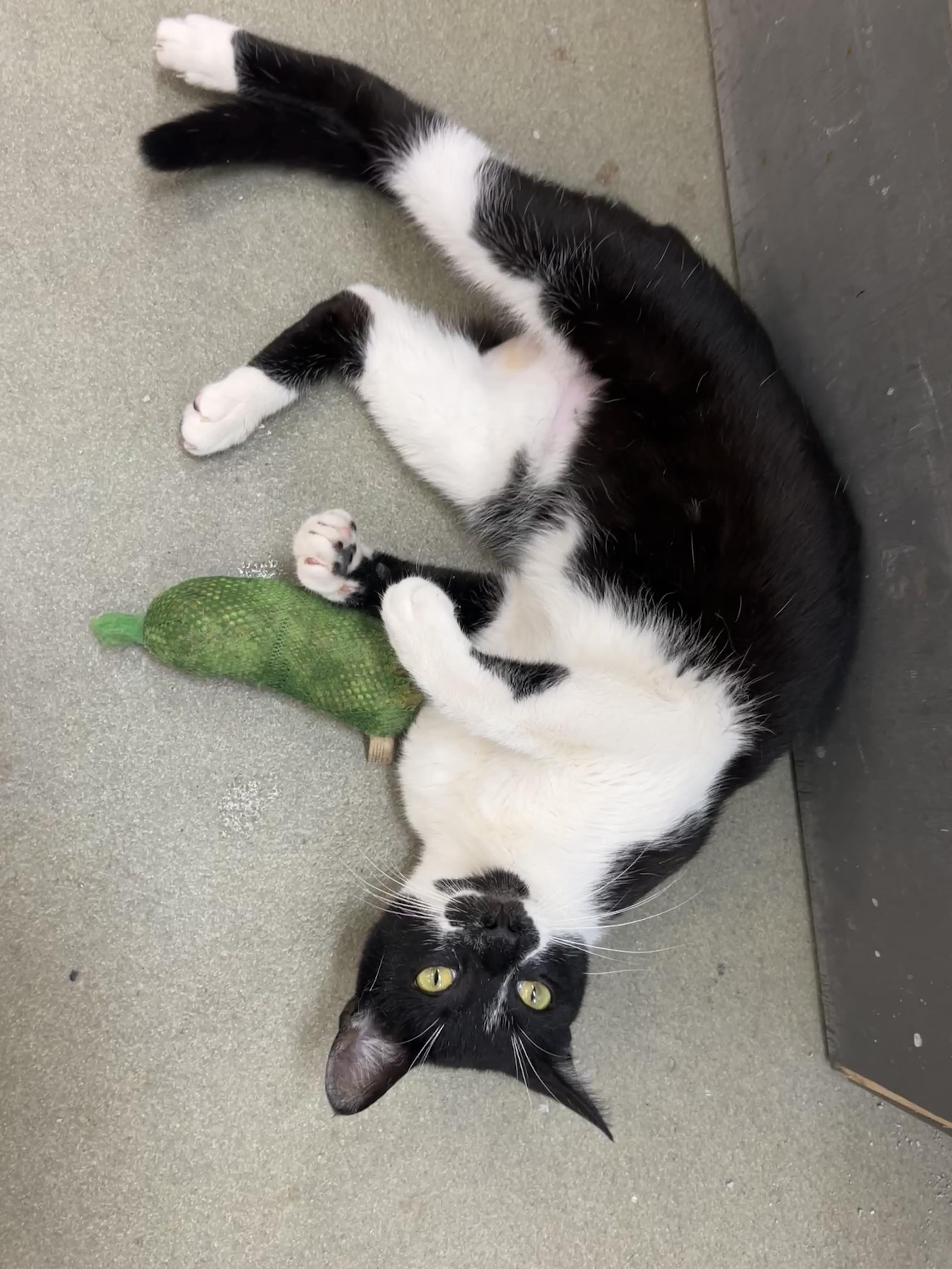 Enlarge Samuri, a ADOPTABLE mixed breed in Bradenton, FL image 2/5