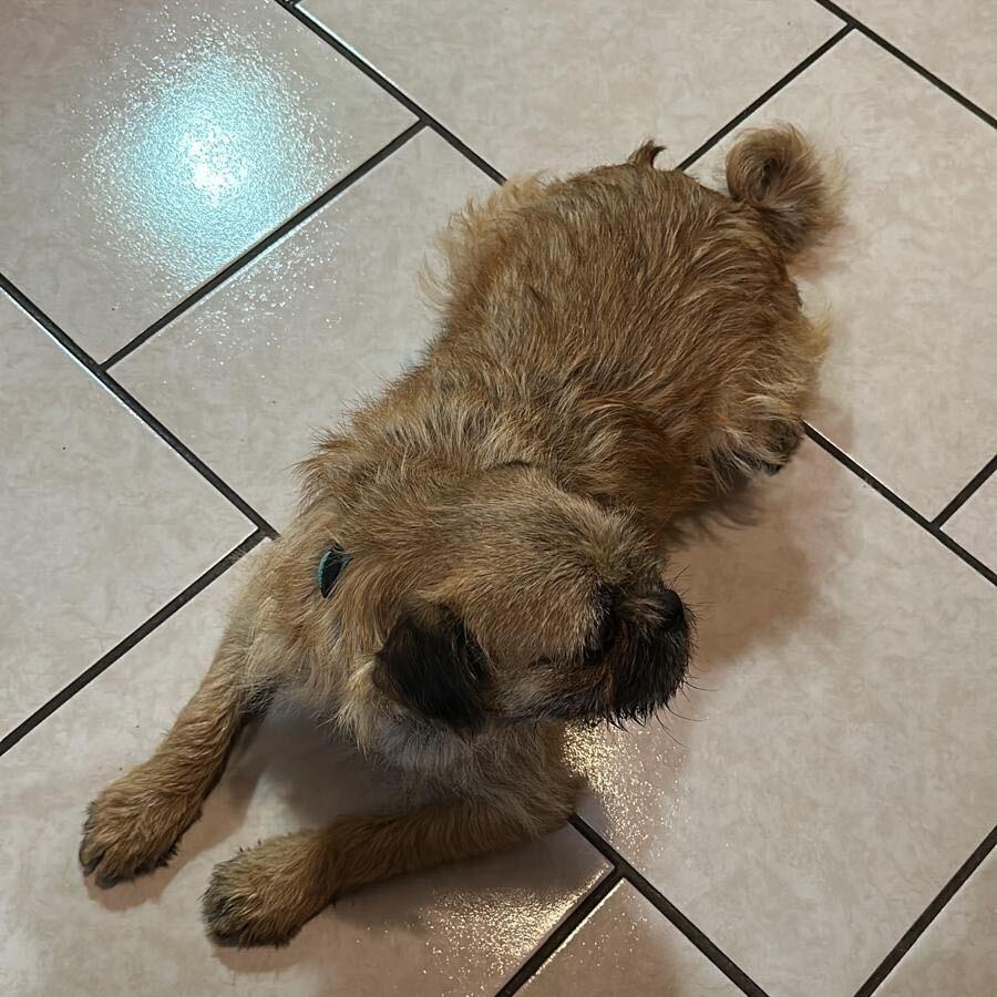 Enlarge The Grinch, an adopted mixed breed in Marfa, TX image 3/6