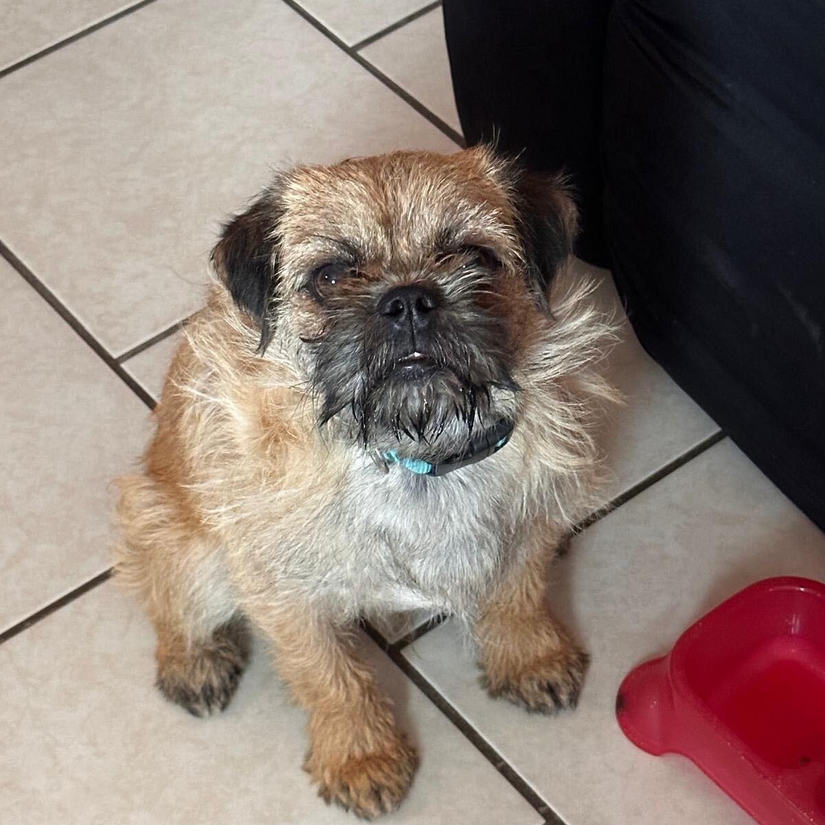 Enlarge The Grinch, an adopted mixed breed in Marfa, TX image 2/6