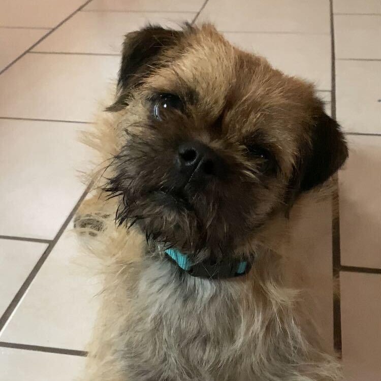 The Grinch, adopted, Young Male Terrier & Pug.