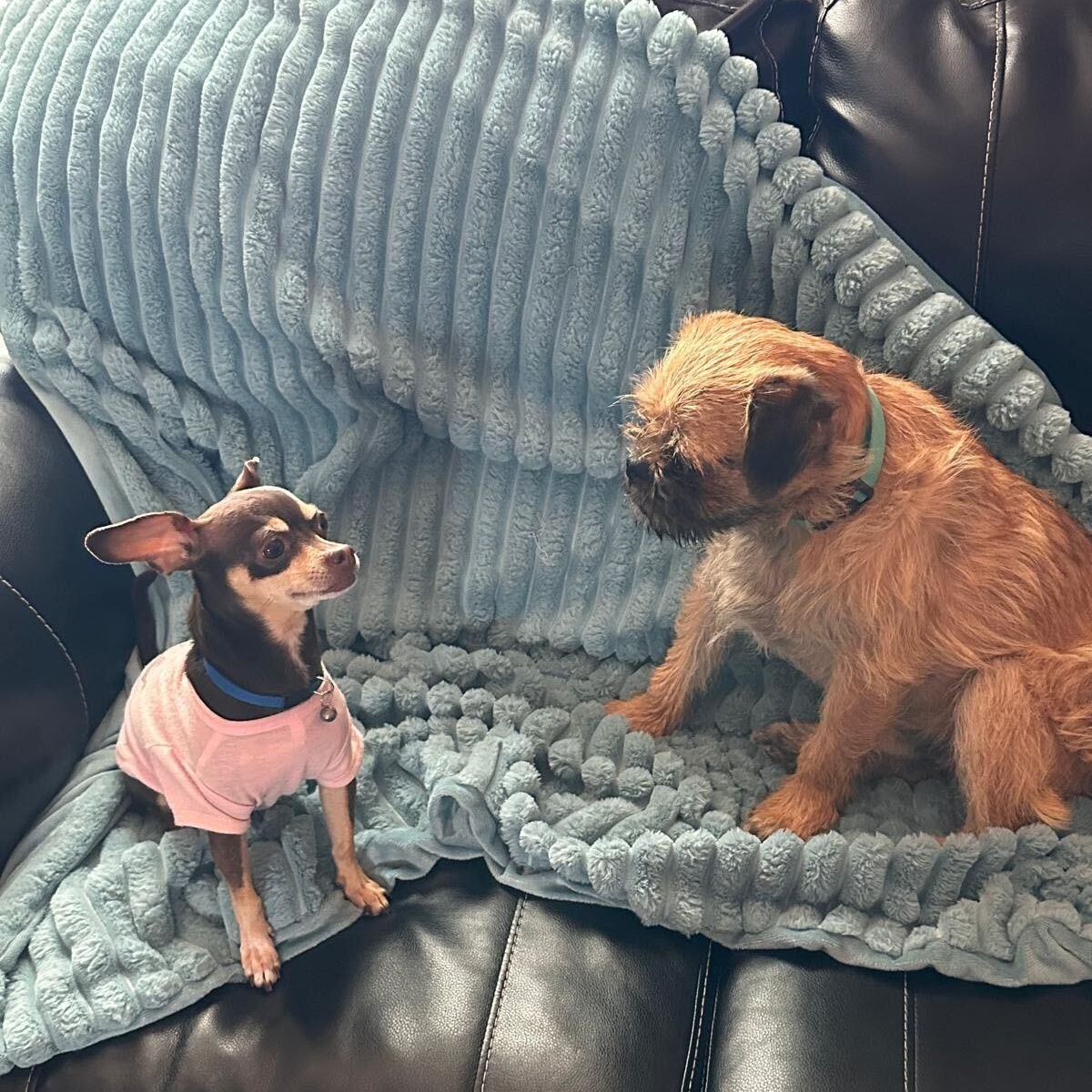 Enlarge The Grinch, an adopted mixed breed in Marfa, TX image 5/6