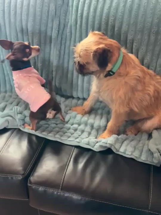 Enlarge The Grinch, an adopted mixed breed in Marfa, TX video 4/6