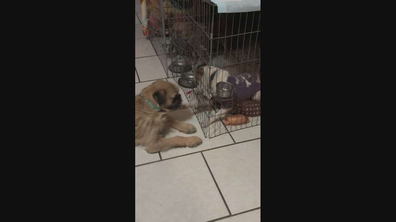 Enlarge The Grinch, an adopted mixed breed in Marfa, TX video 6/6