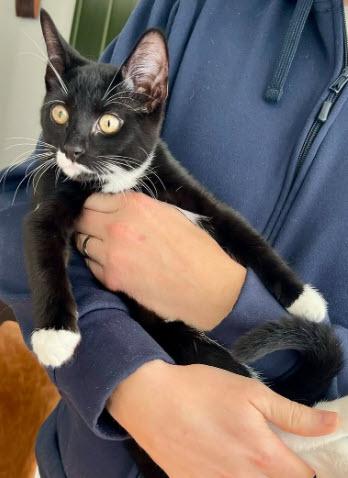 Perchta Kosta - needs a cat buddy, Adoptable, Kitten Female Domestic Short Hair & Domestic Short Hair.