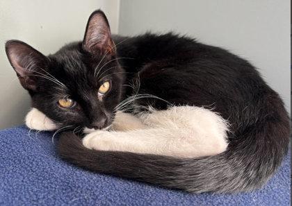 Enlarge Perchta Kosta - needs a cat buddy, a Adoptable mixed breed in Hudson, MA image 3/3