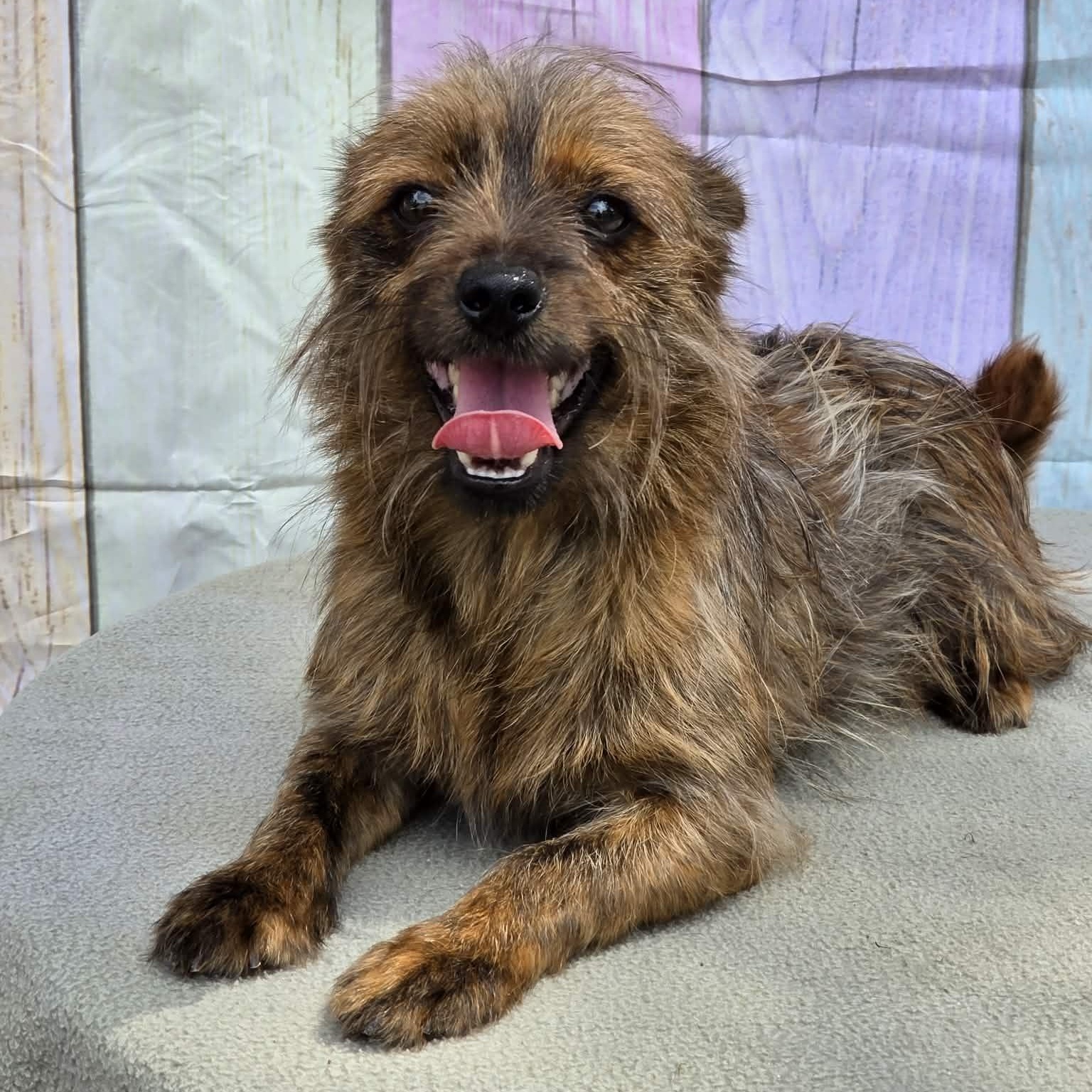 Enlarge Chewy, an adopted mixed breed in Tylertown, MS image 1/1