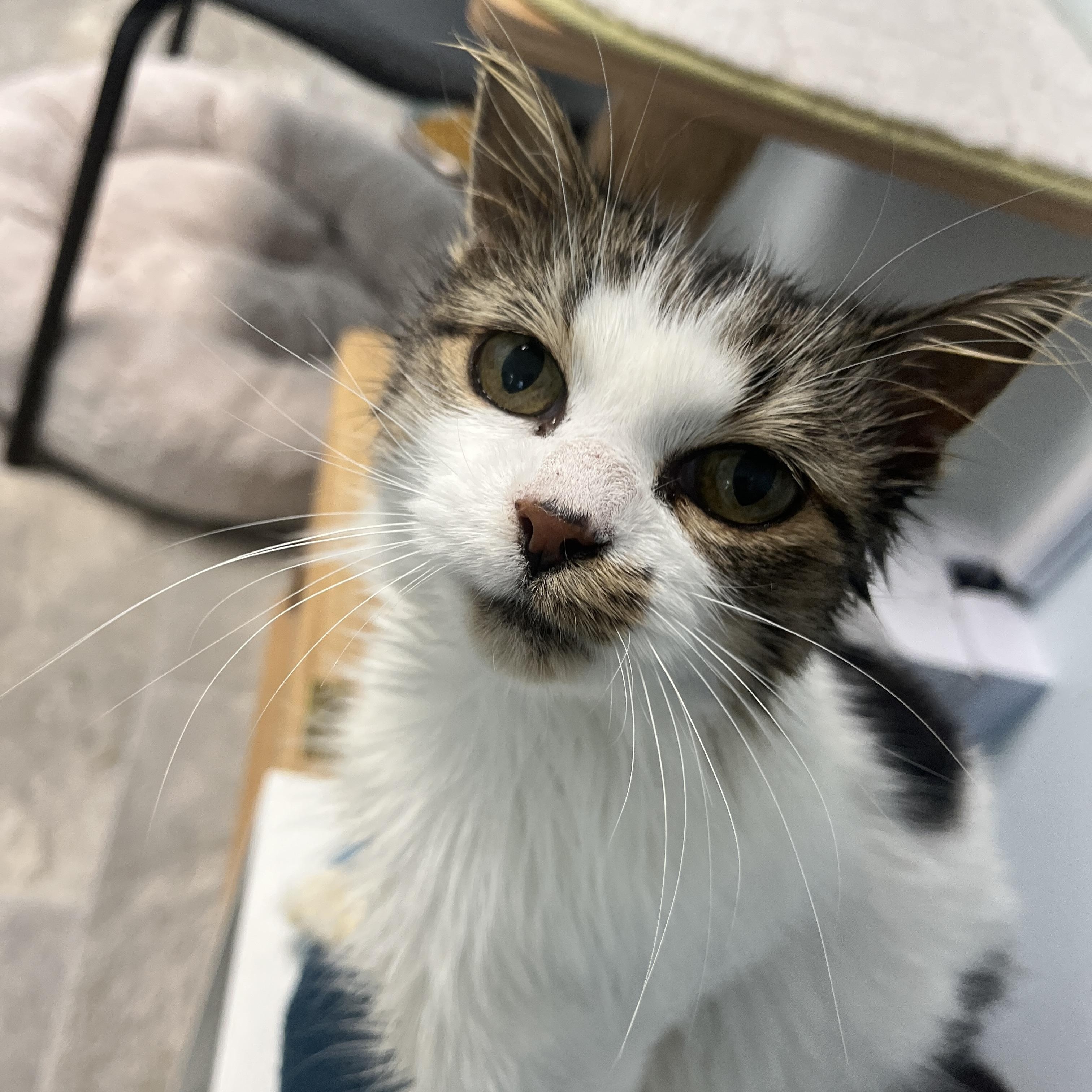 Enlarge Elsie Jo, a Adopted Tabby in Grand Rapids, MI image 2/6