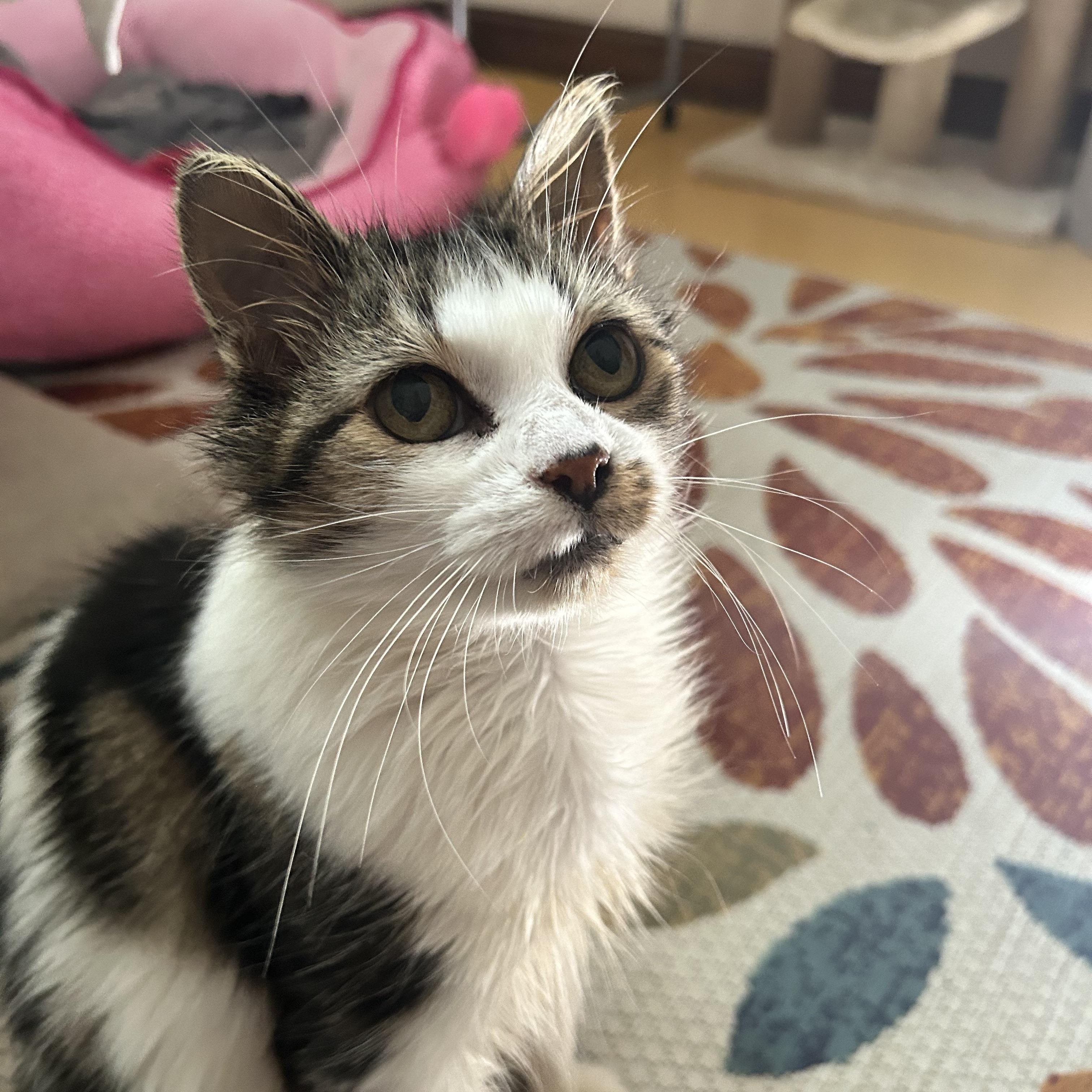 Elsie Jo, Adopted, Adult Female Tabby.