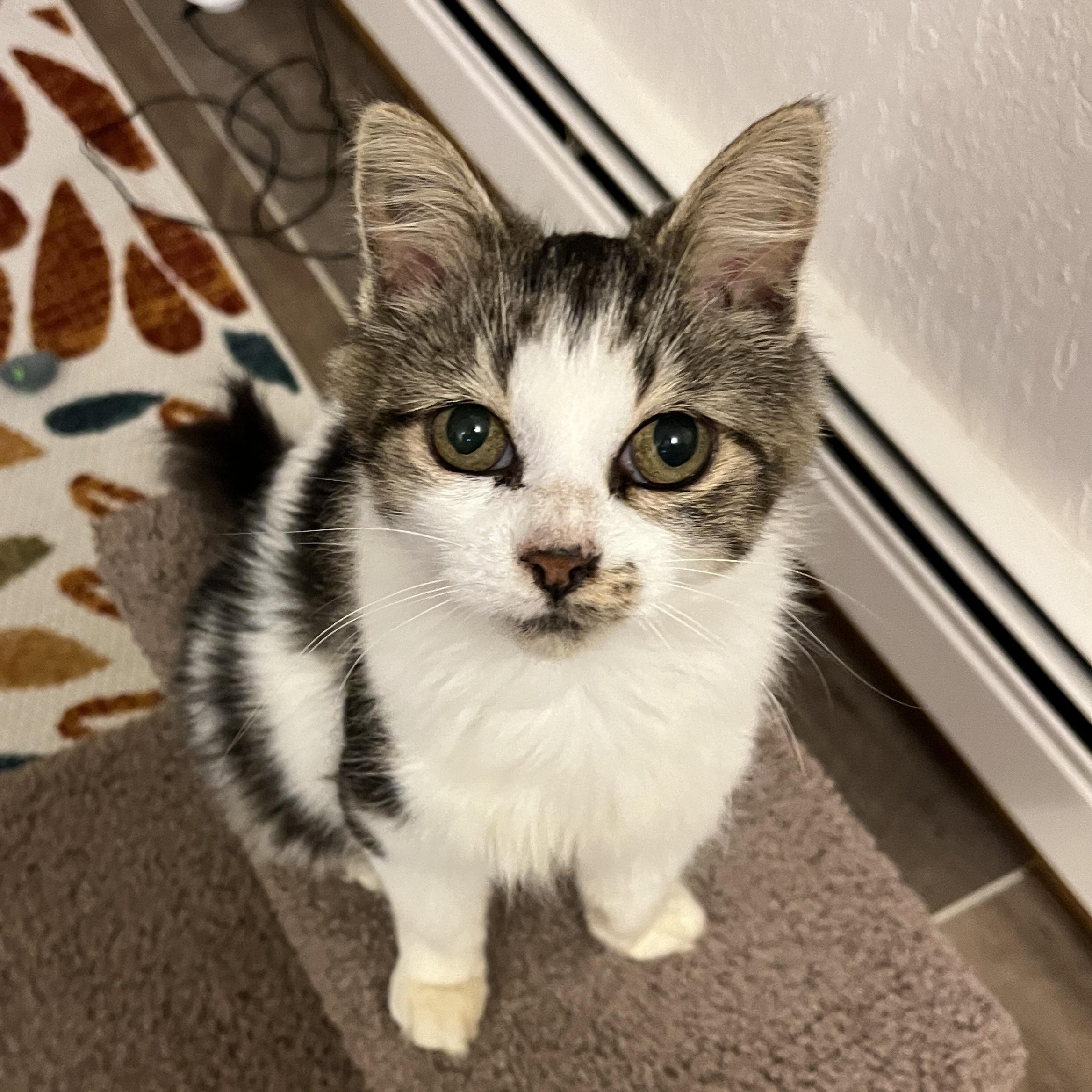 Enlarge Elsie Jo, a Adopted Tabby in Grand Rapids, MI image 5/6