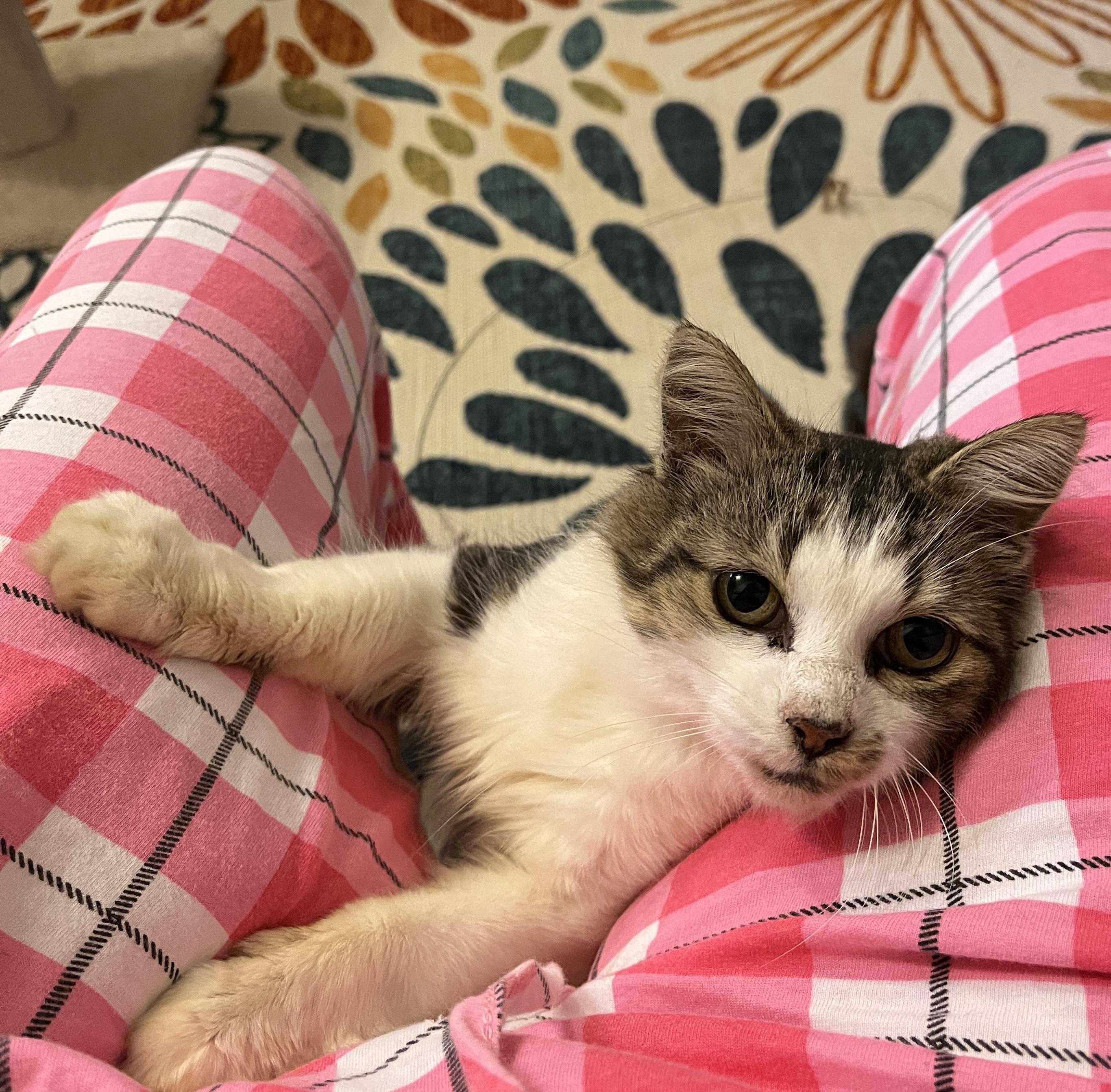 Enlarge Elsie Jo, a Adopted Tabby in Grand Rapids, MI image 6/6