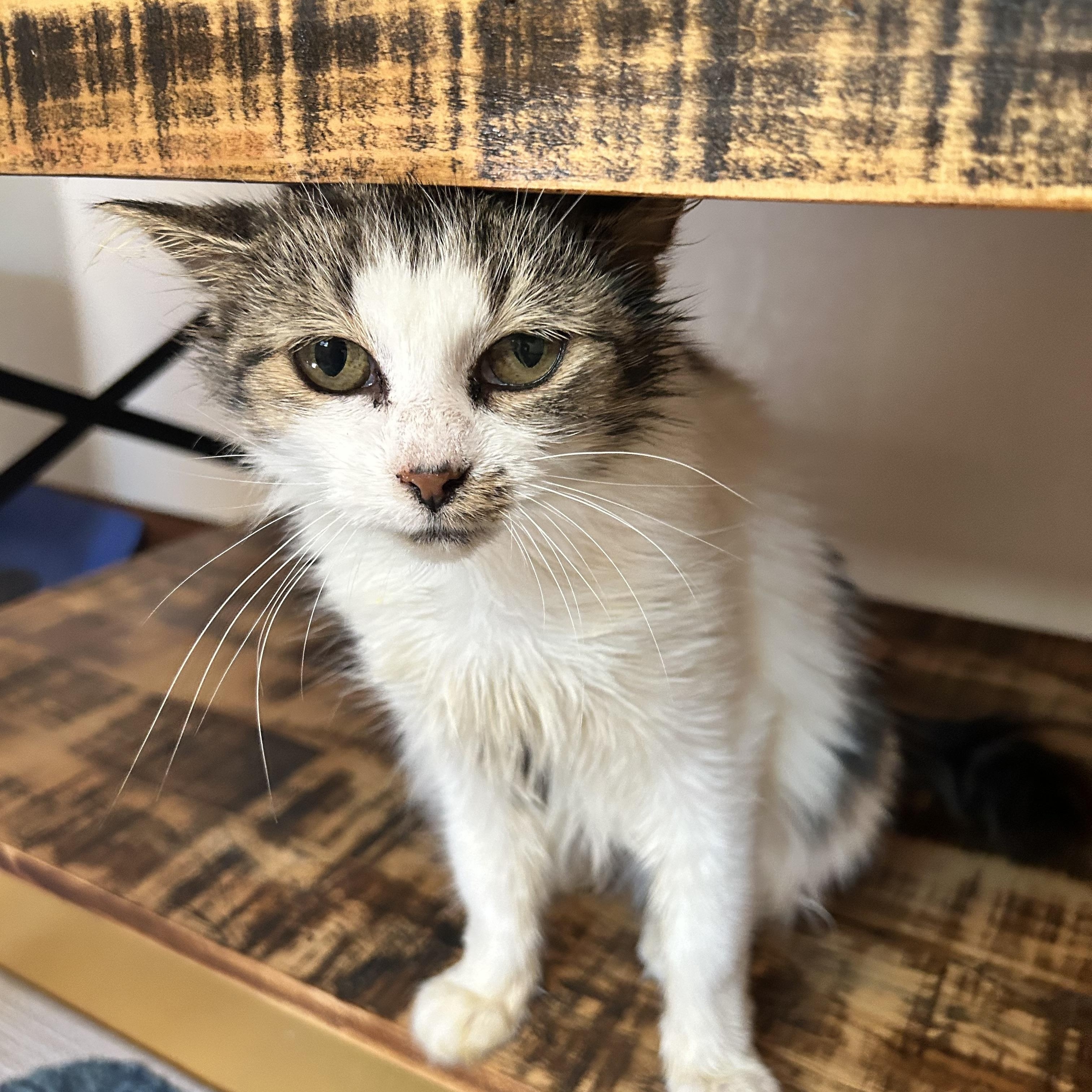 Enlarge Elsie Jo, a Adopted Tabby in Grand Rapids, MI image 4/6