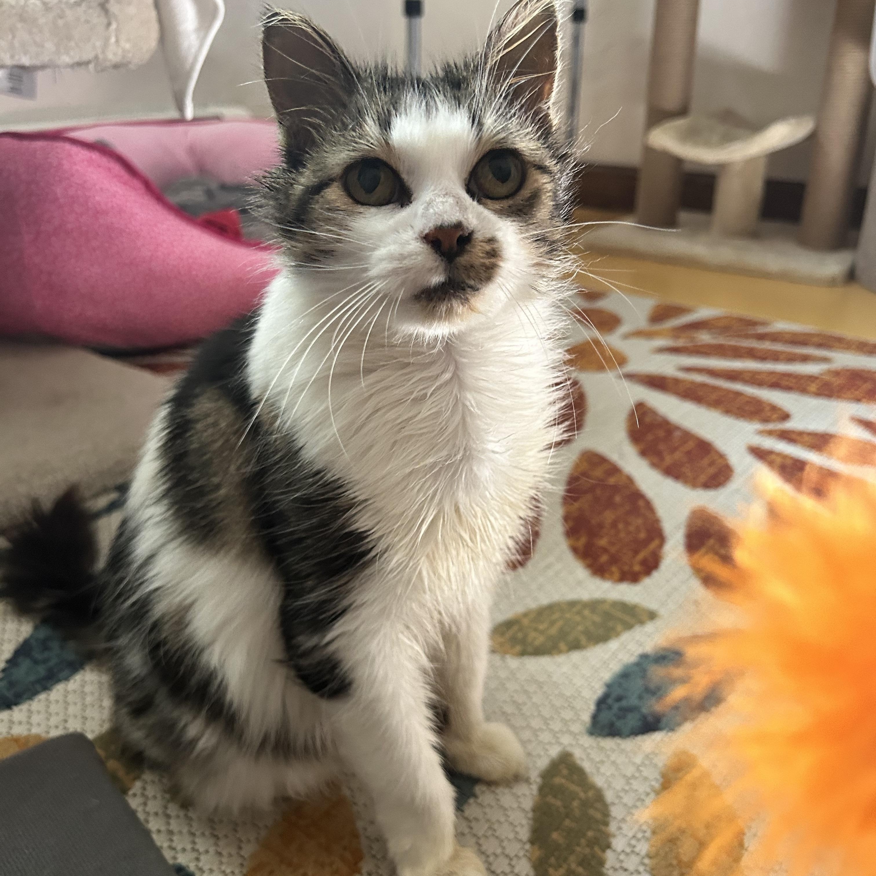 Enlarge Elsie Jo, a Adopted Tabby in Grand Rapids, MI image 3/6