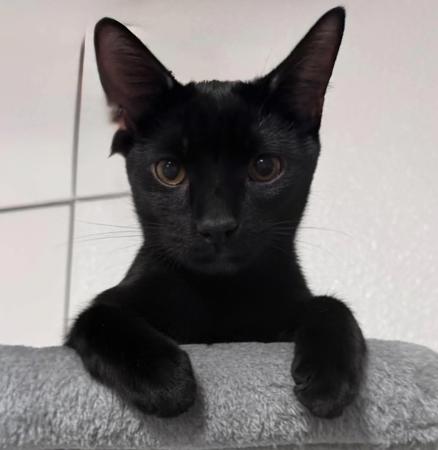 Lola, Adoptable, Young Female Domestic Short Hair.