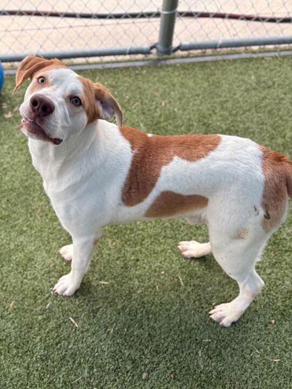 Hank — thumbnail 2