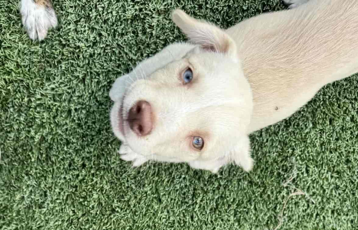 Lavender thumbnail 4