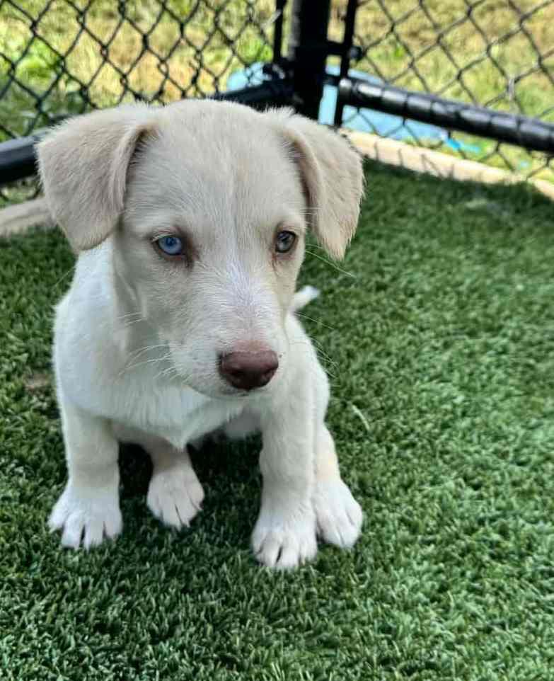 Lavender thumbnail 6