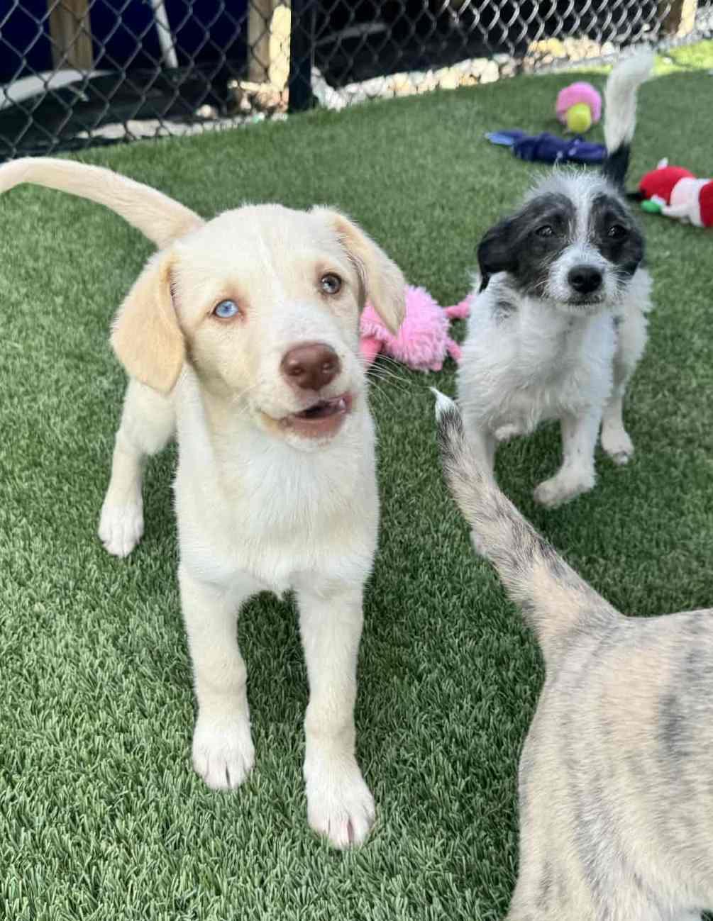 Lavender thumbnail 5