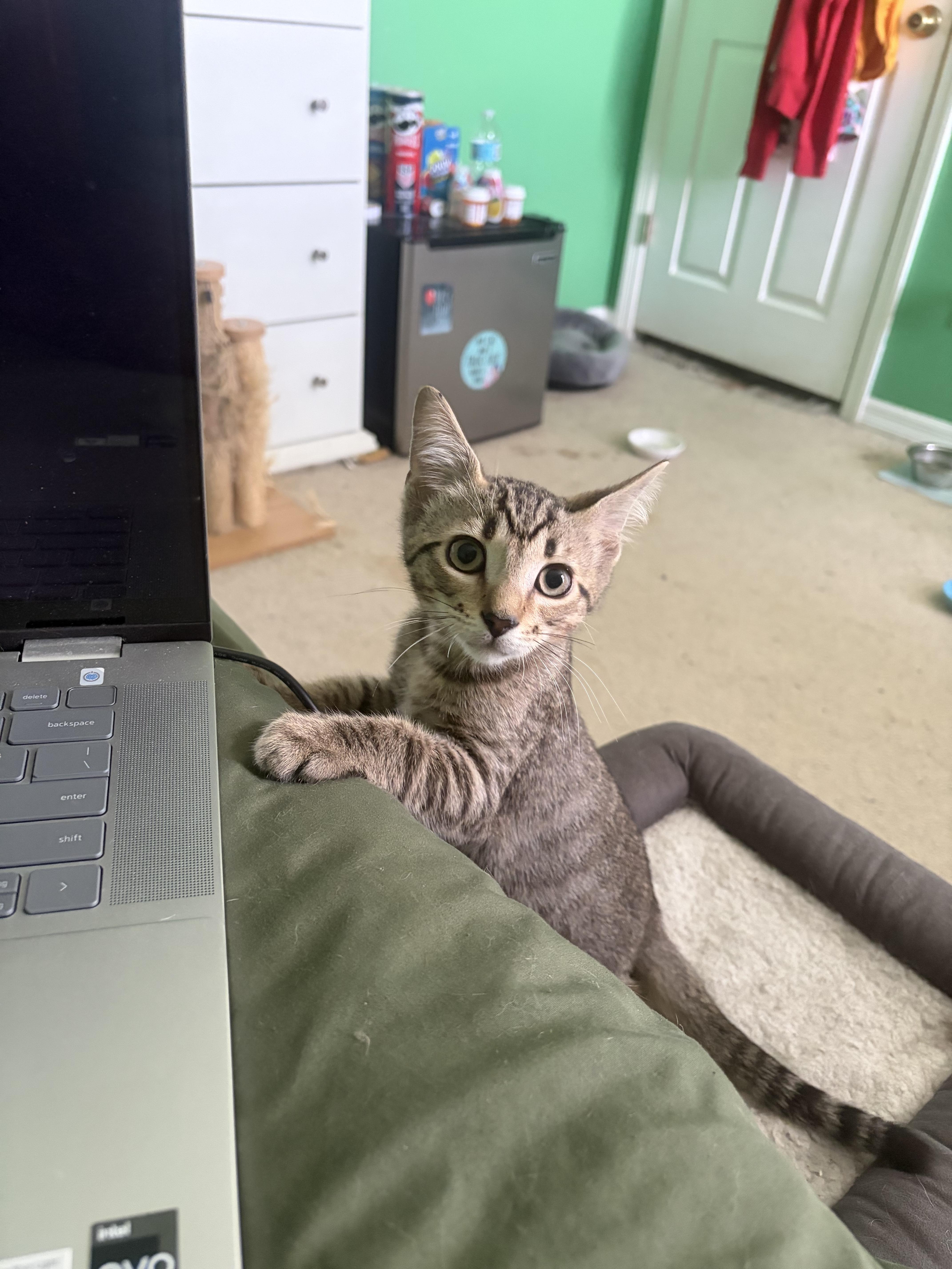 Taco, a Adoptable Domestic Short Hair in Boston, MA image 2/6