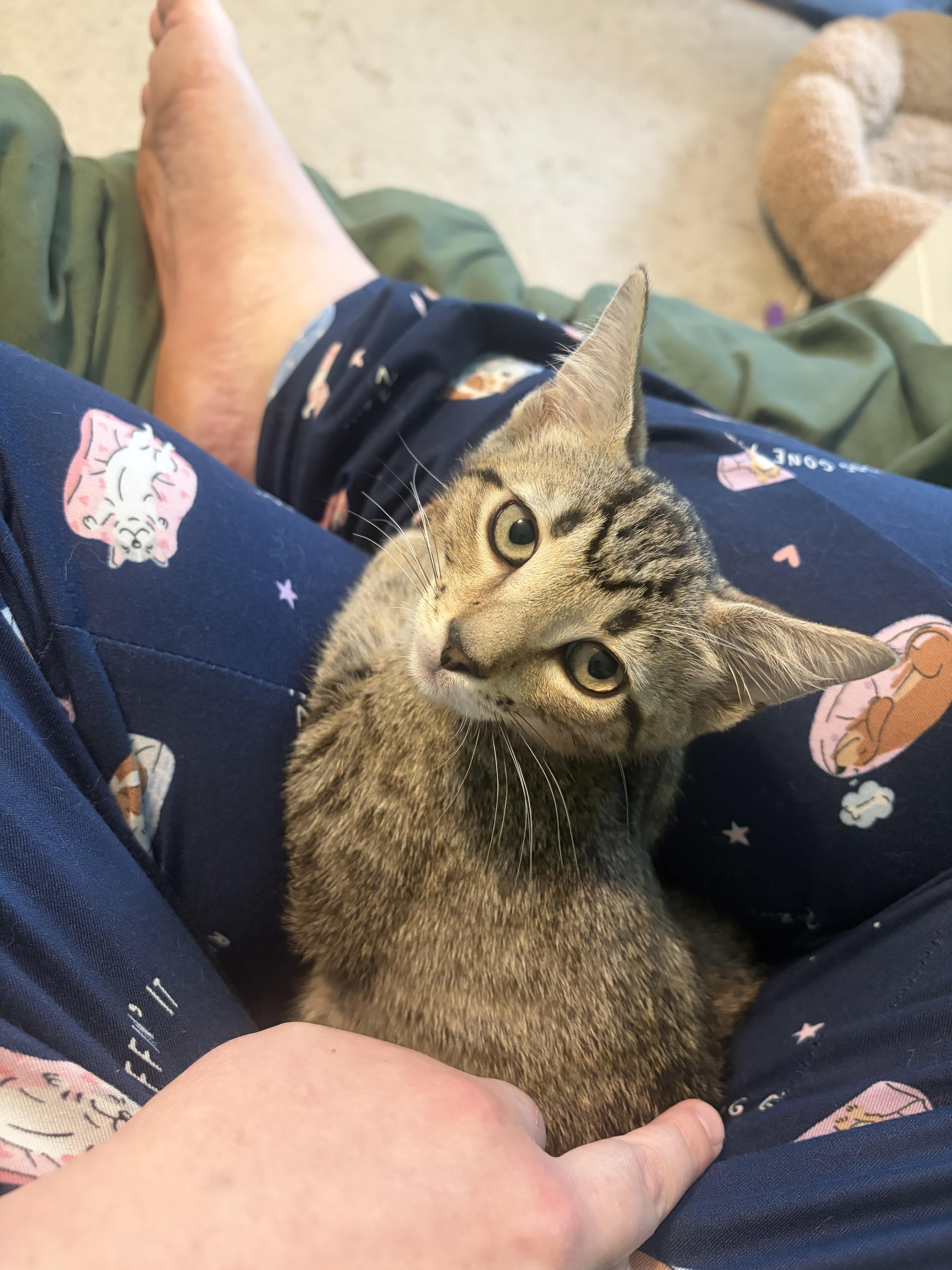 Taco, Adoptable, Kitten Male Domestic Short Hair.