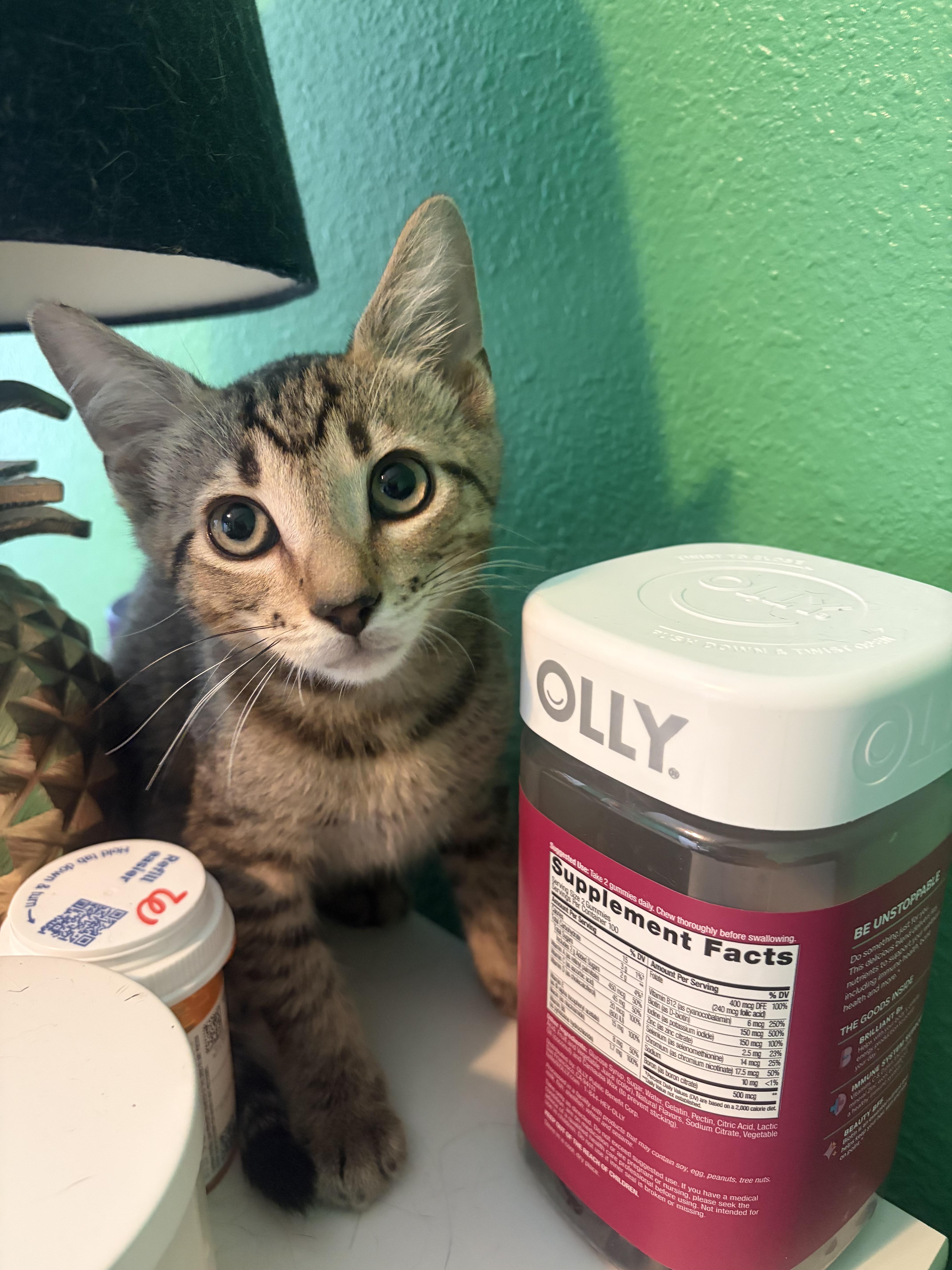 Taco, a Adoptable Domestic Short Hair in Boston, MA image 3/6