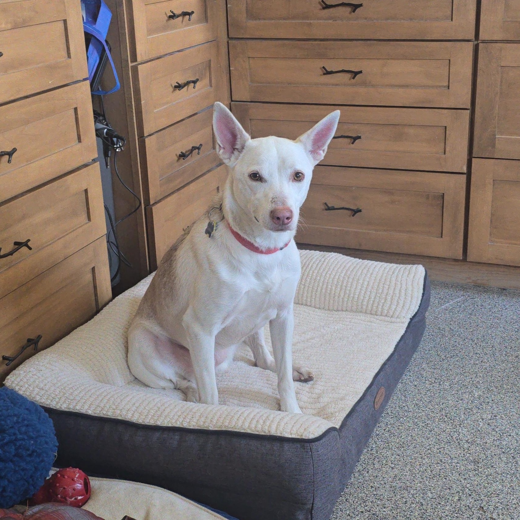 Enlarge Chama, a ADOPTABLE mixed breed in Gunnison, CO image 1/3