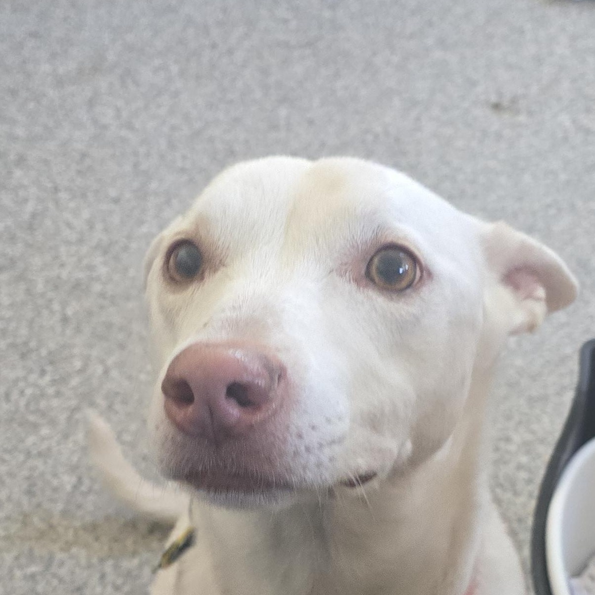 Enlarge Chama, a ADOPTABLE mixed breed in Gunnison, CO image 2/3