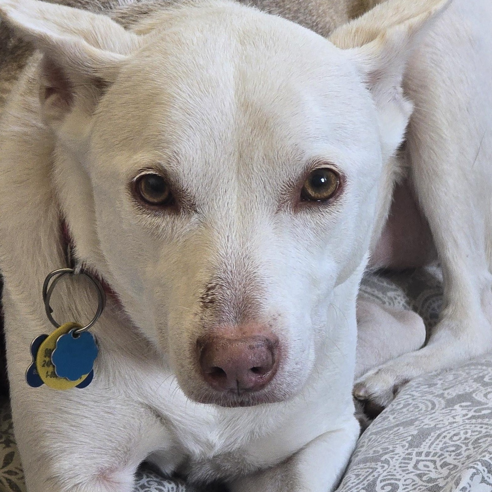 Enlarge Chama, a ADOPTABLE mixed breed in Gunnison, CO image 3/3