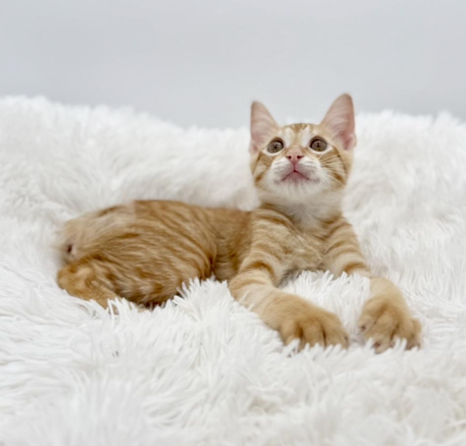 Pull-a-Part (miracle kitten)