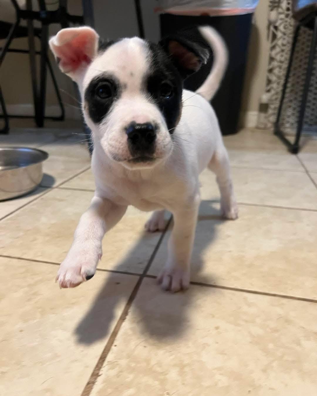 Wayne, ADOPTABLE, Puppy Male Pit Bull Terrier.