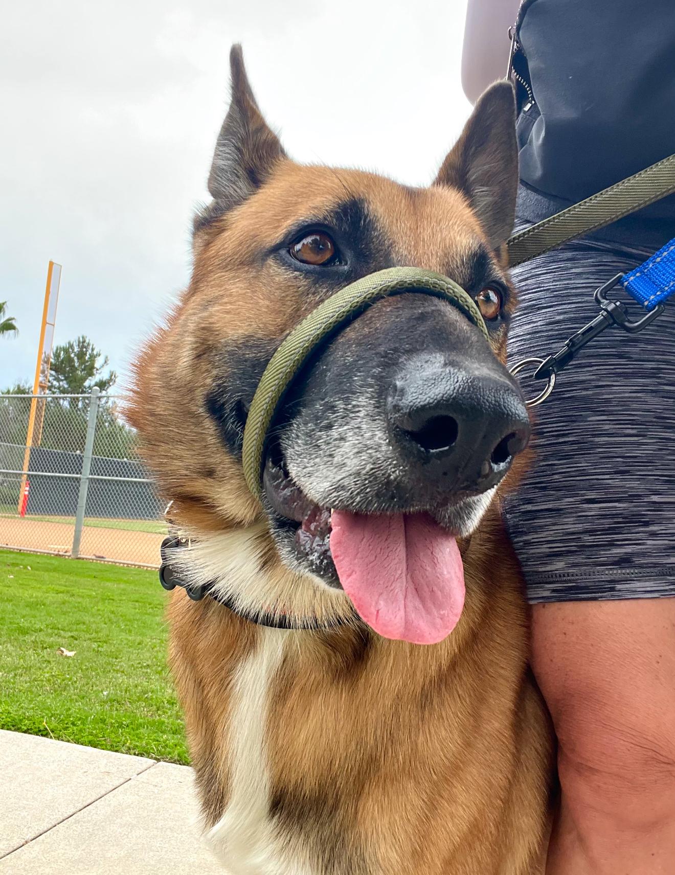 Enlarge Silas, an adopted German Shepherd Dog in Petaluma , CA image 3/6