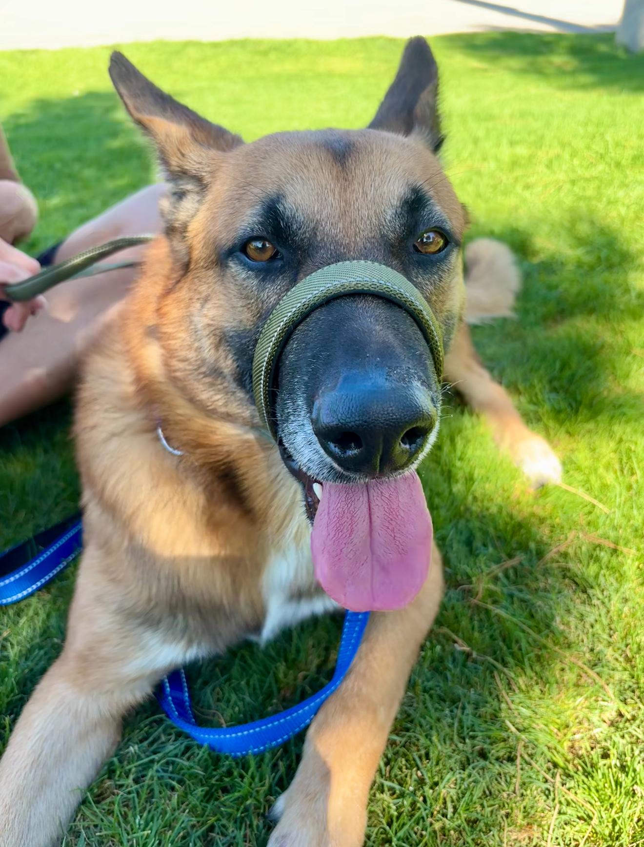 Enlarge Silas, an adopted German Shepherd Dog in Petaluma , CA image 6/6