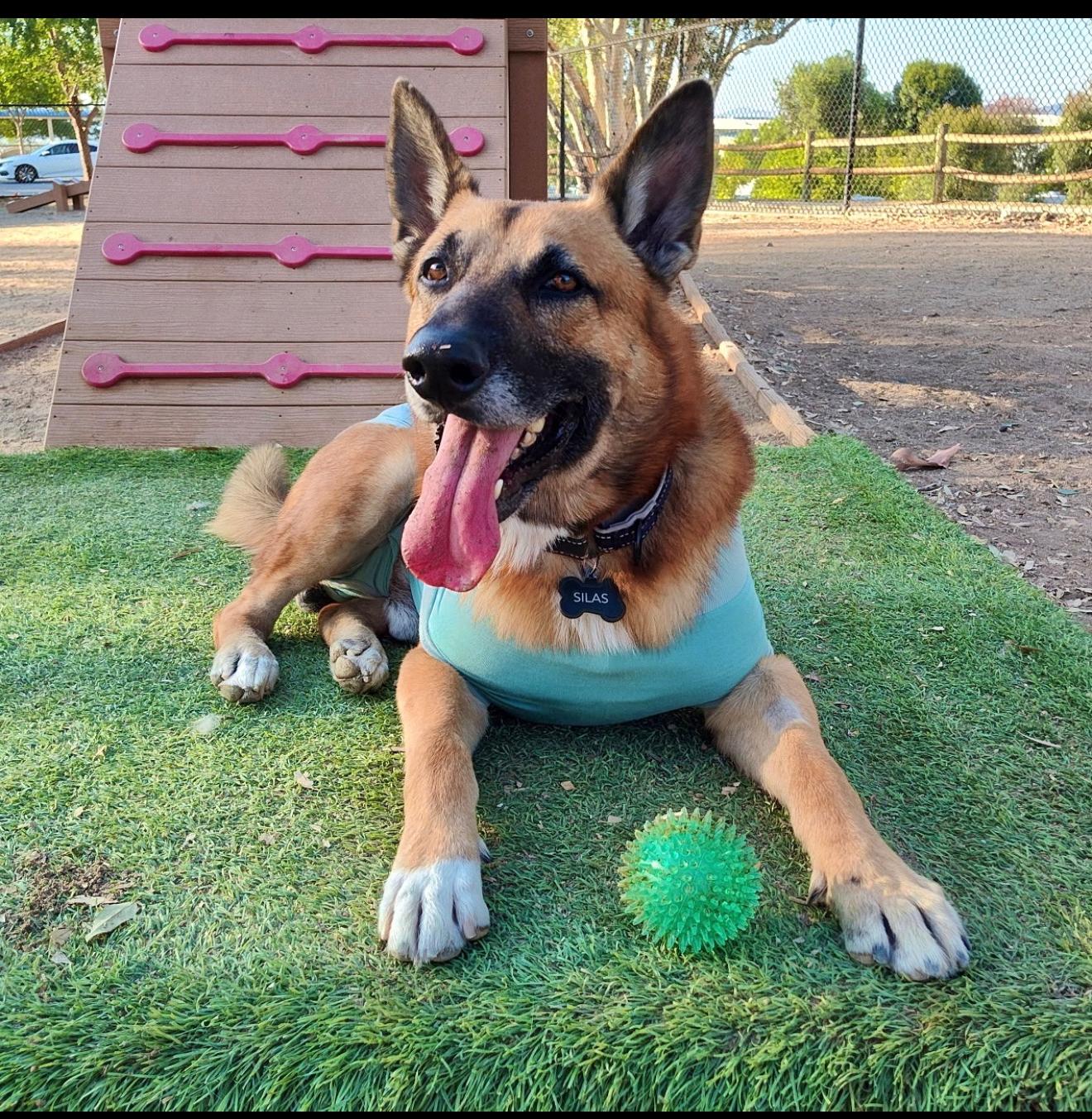 Silas, adopted, Young Male German Shepherd Dog.