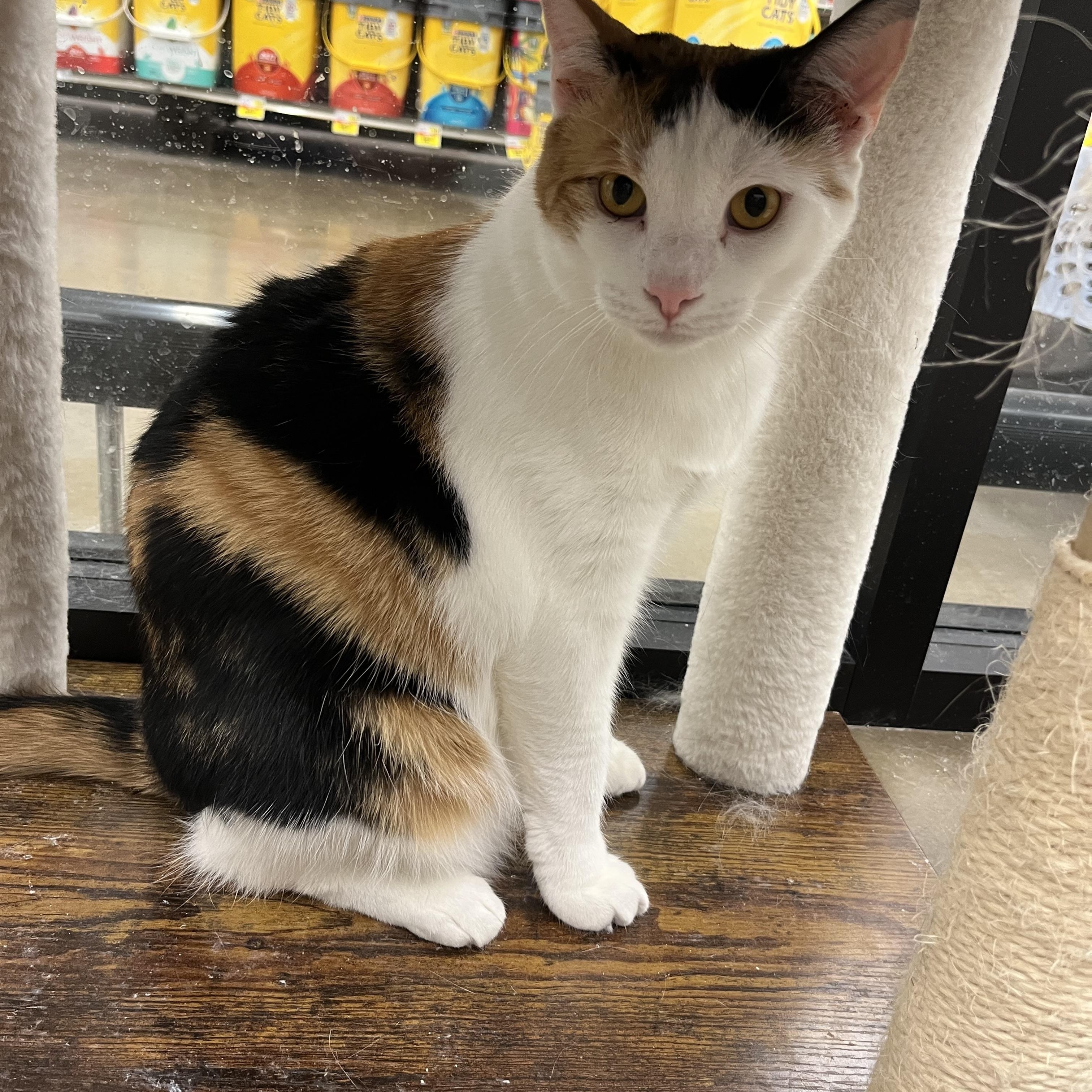 Pina Colada, Adult Female unknown
