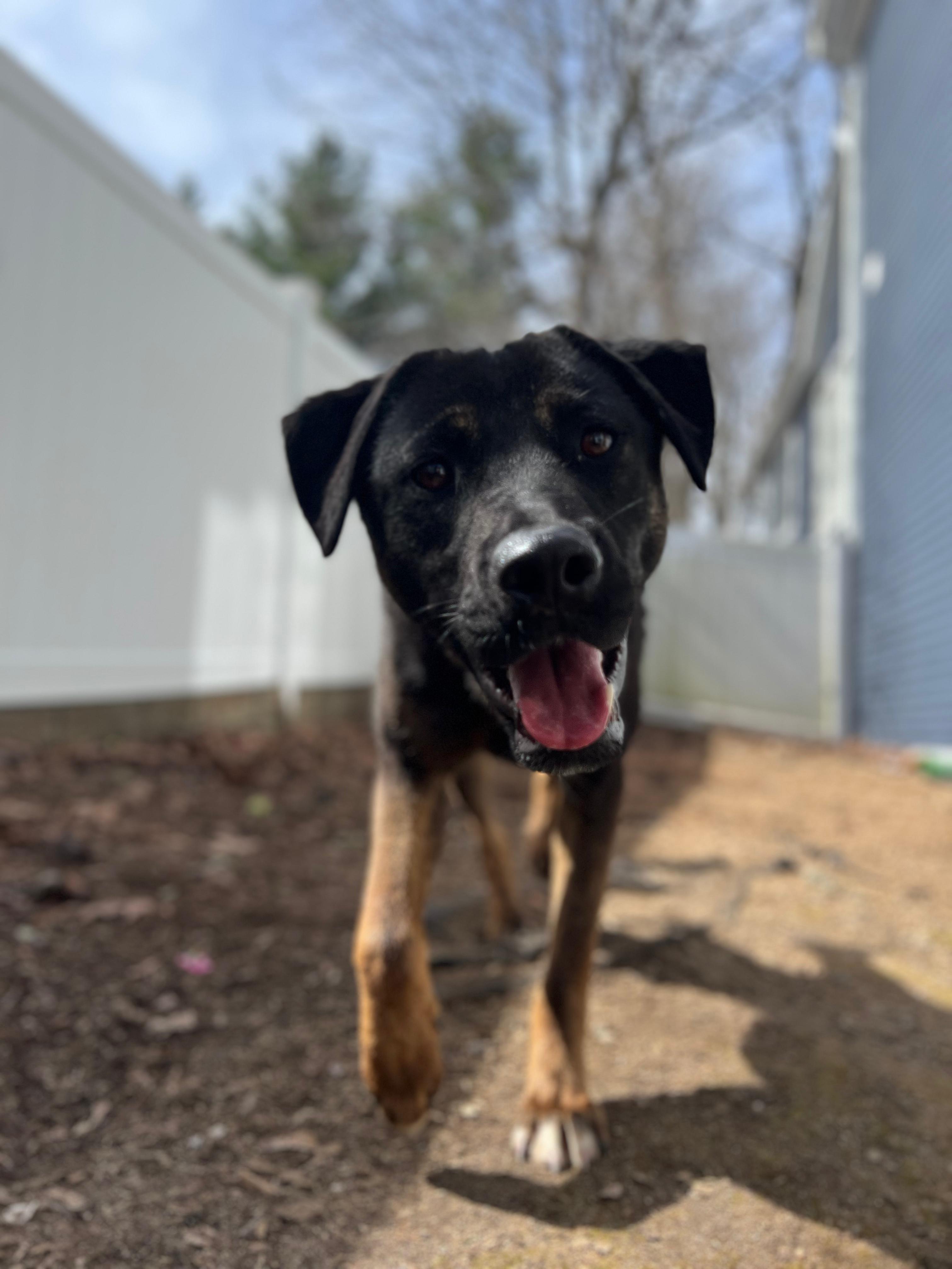 Alexa, adoptable, Young Female Labrador Retriever & Mixed Breed.