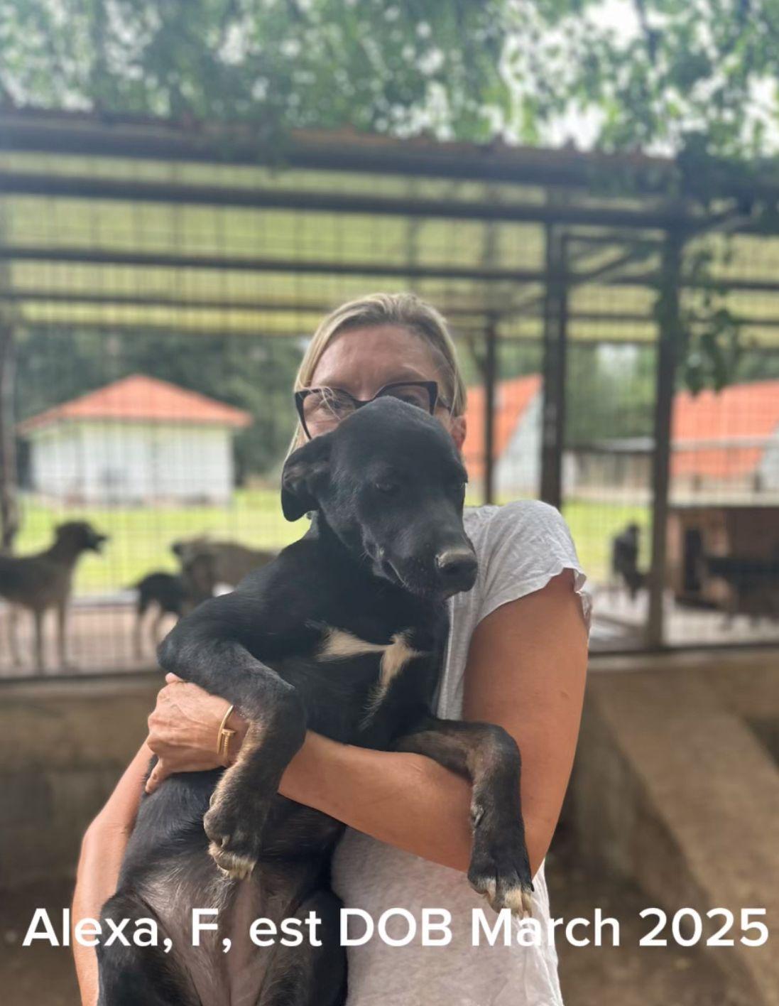 Alexa, Adoptable, Puppy Female Black Labrador Retriever & Mixed Breed.