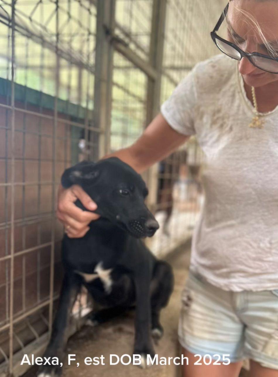 Alexa, a Adoptable mixed breed in Shrewsbury, MA image 2/2