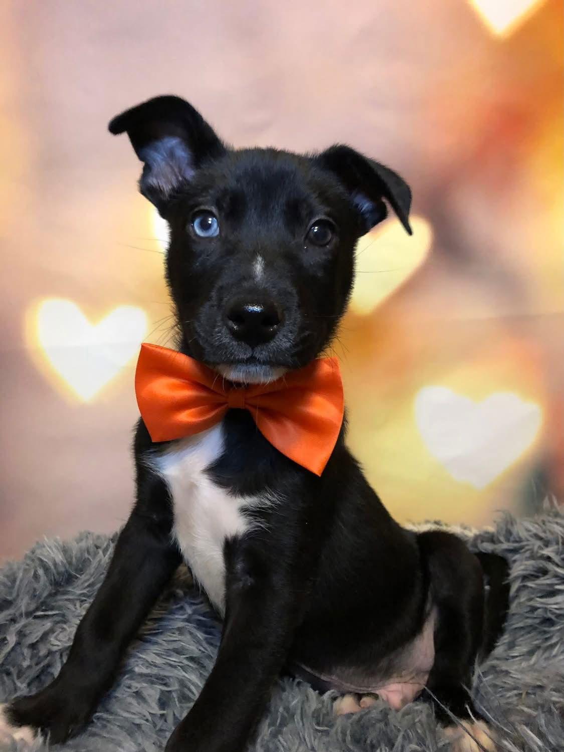 Enlarge Tux, a Adoptable mixed breed in Barnhart, MO image 1/3