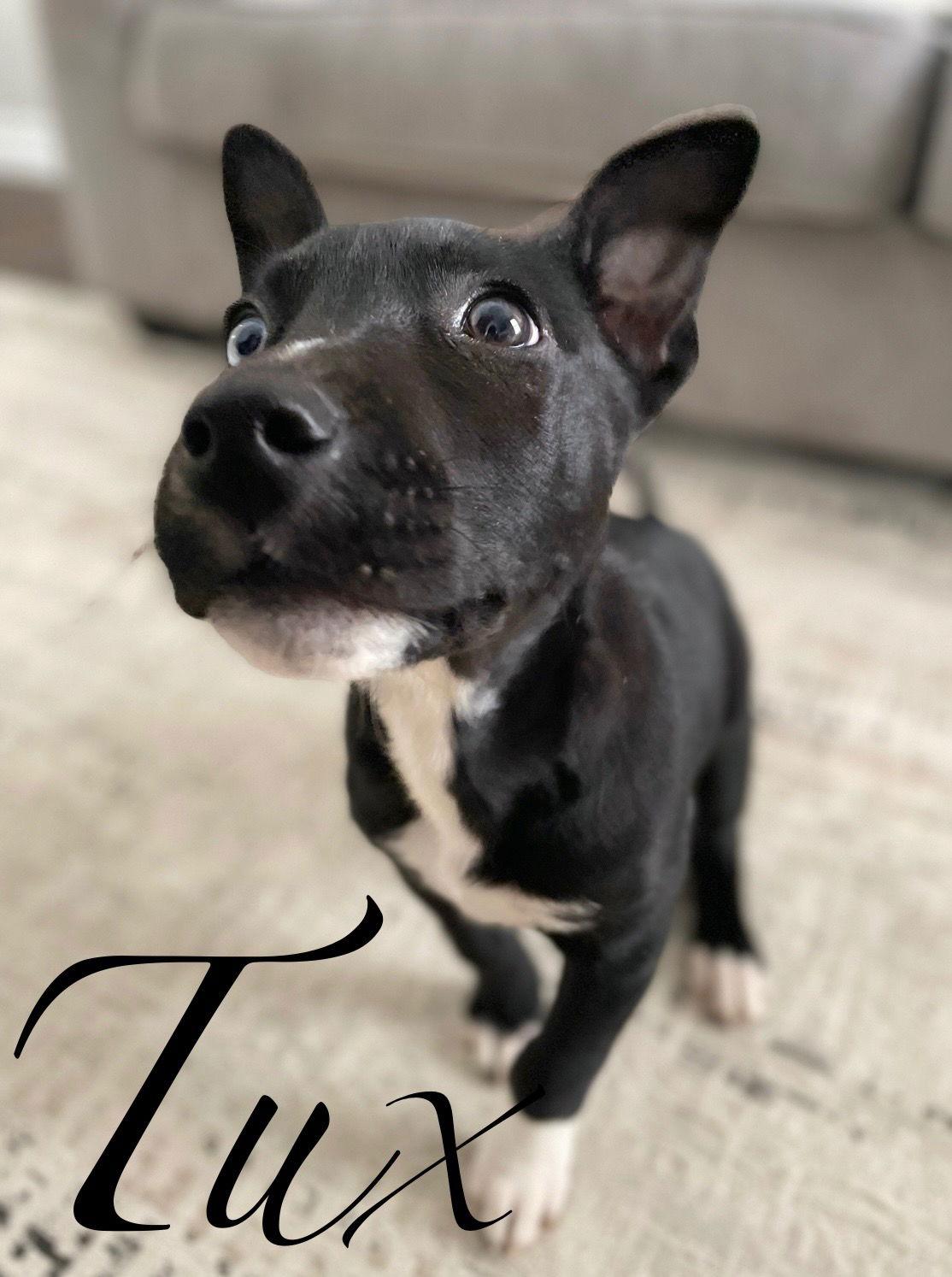 Enlarge Tux, a Adoptable mixed breed in Barnhart, MO image 2/3